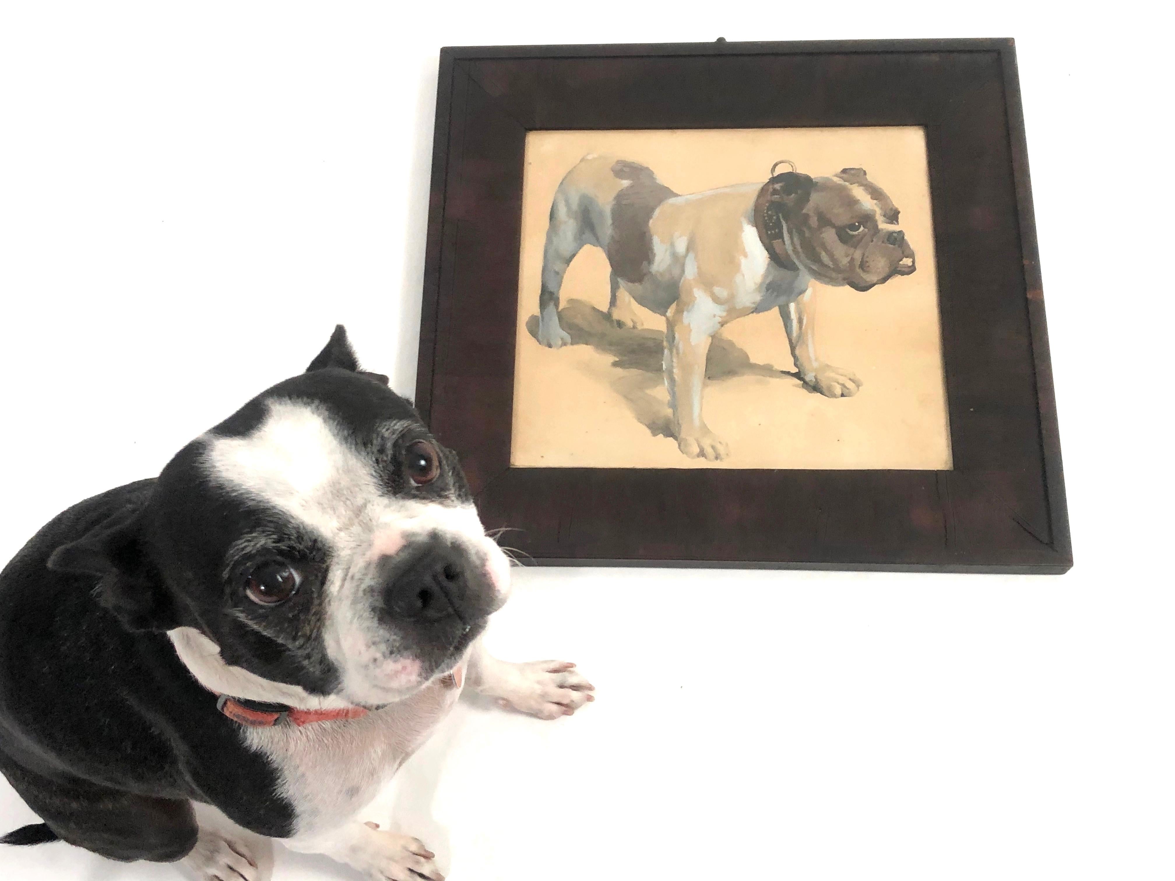 Gouache Drawing of a Bulldog, American in Original Frame, circa 1890-1900 3