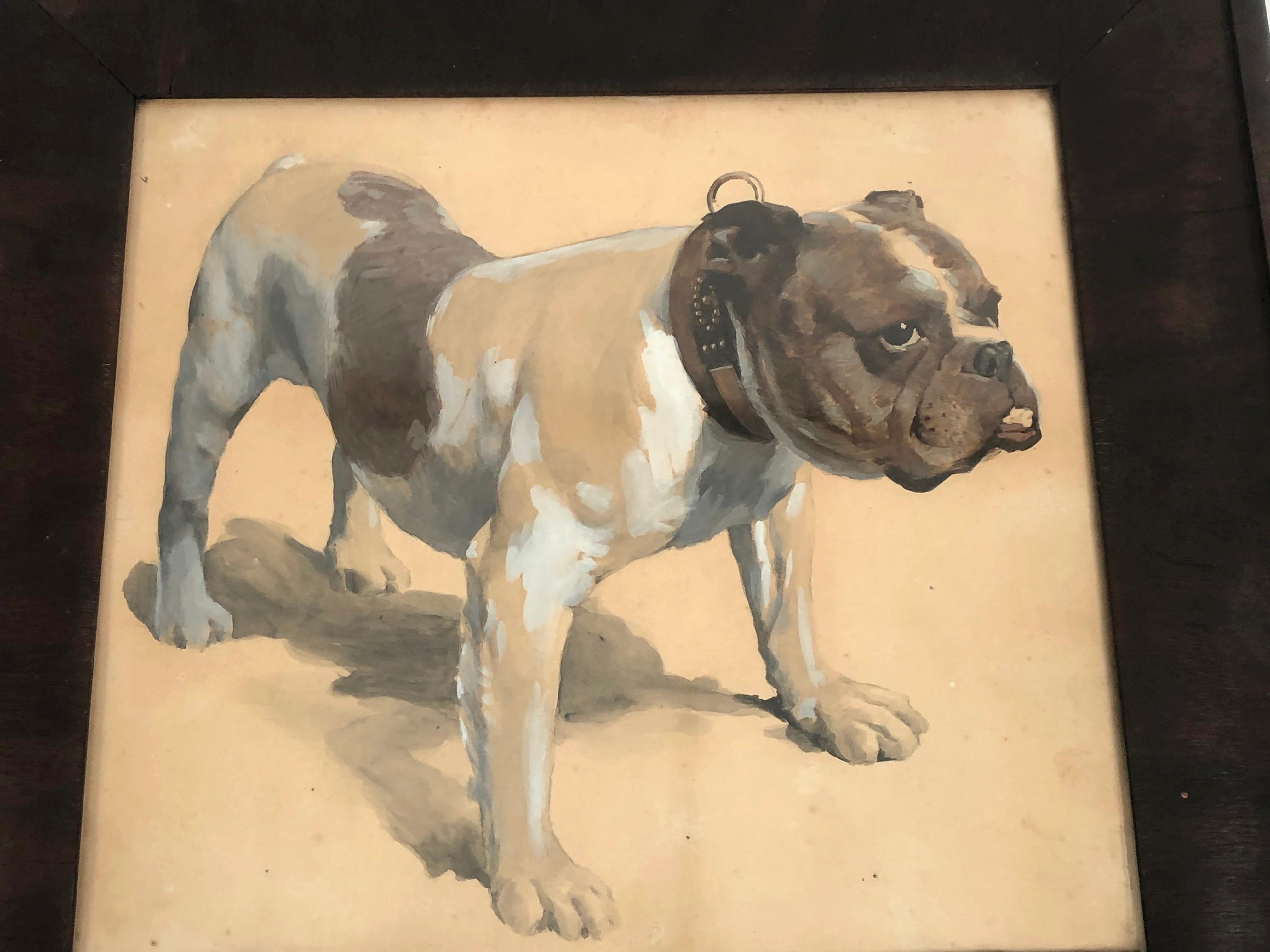 A gouache drawing of a bulldog, beautifully and expressively rendered in white, brown, grey and black pigment on tan paper, the bull dog standing on all fours with an alert expression and glint in his or her eye, and wearing a brass studded leather