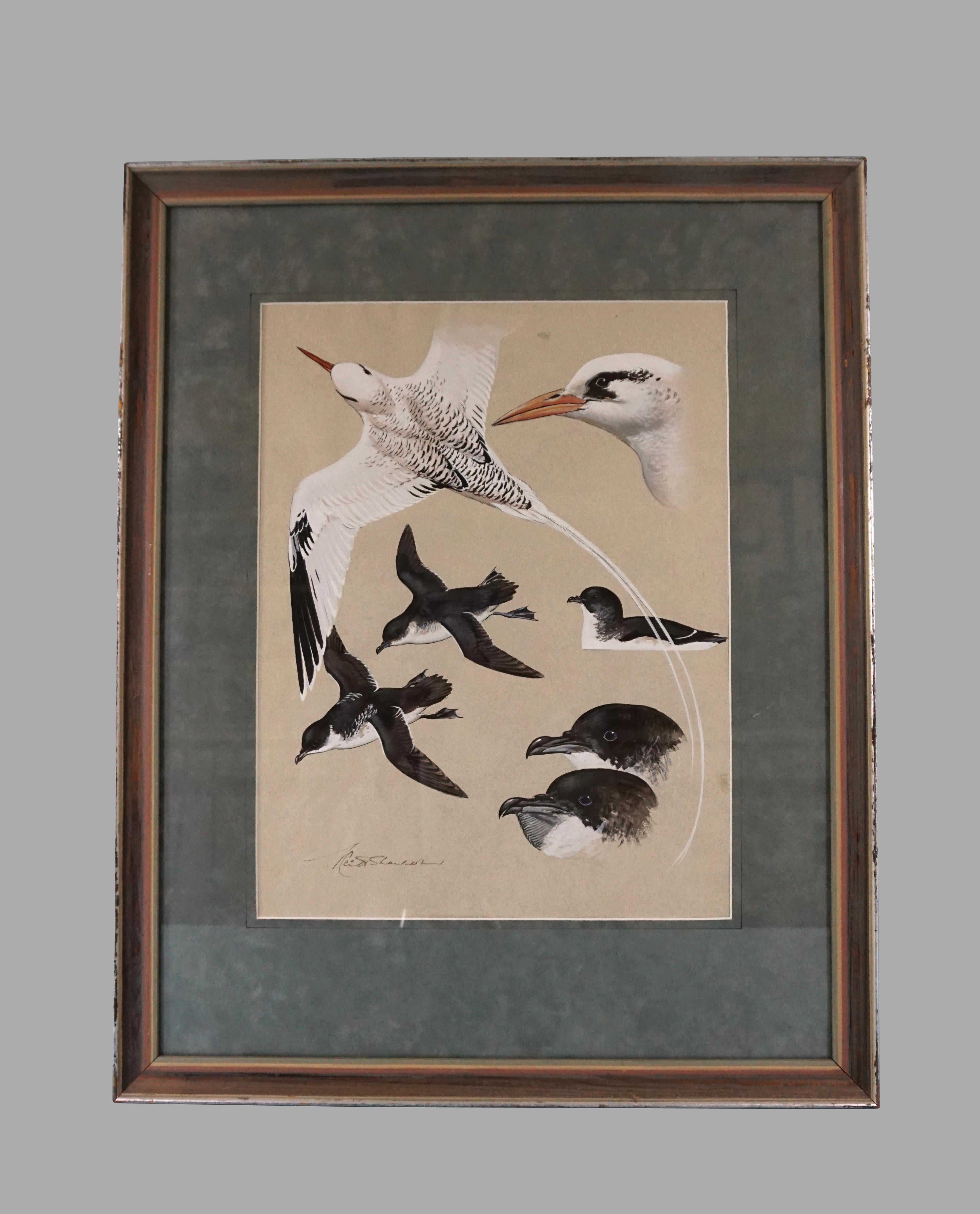 A dramatic gouache on paper of tropical birds and petrels by Keith Shackleton (English 1925 -2015), a well-known British naturalist and artist. Signed lower left. Shackleton was appointed Member of the Order of the British Empire in 2012 for his