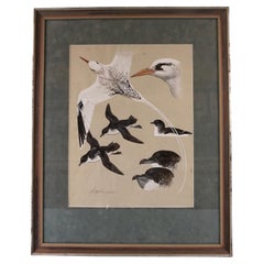 Gouache sur papier de Keith Shackleton (1923-2015) Oiseaux tropicaux et pétroles