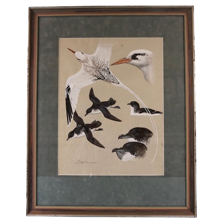 Gouache on Paper by Keith Shackleton (1923-2015) Tropical Birds and ...