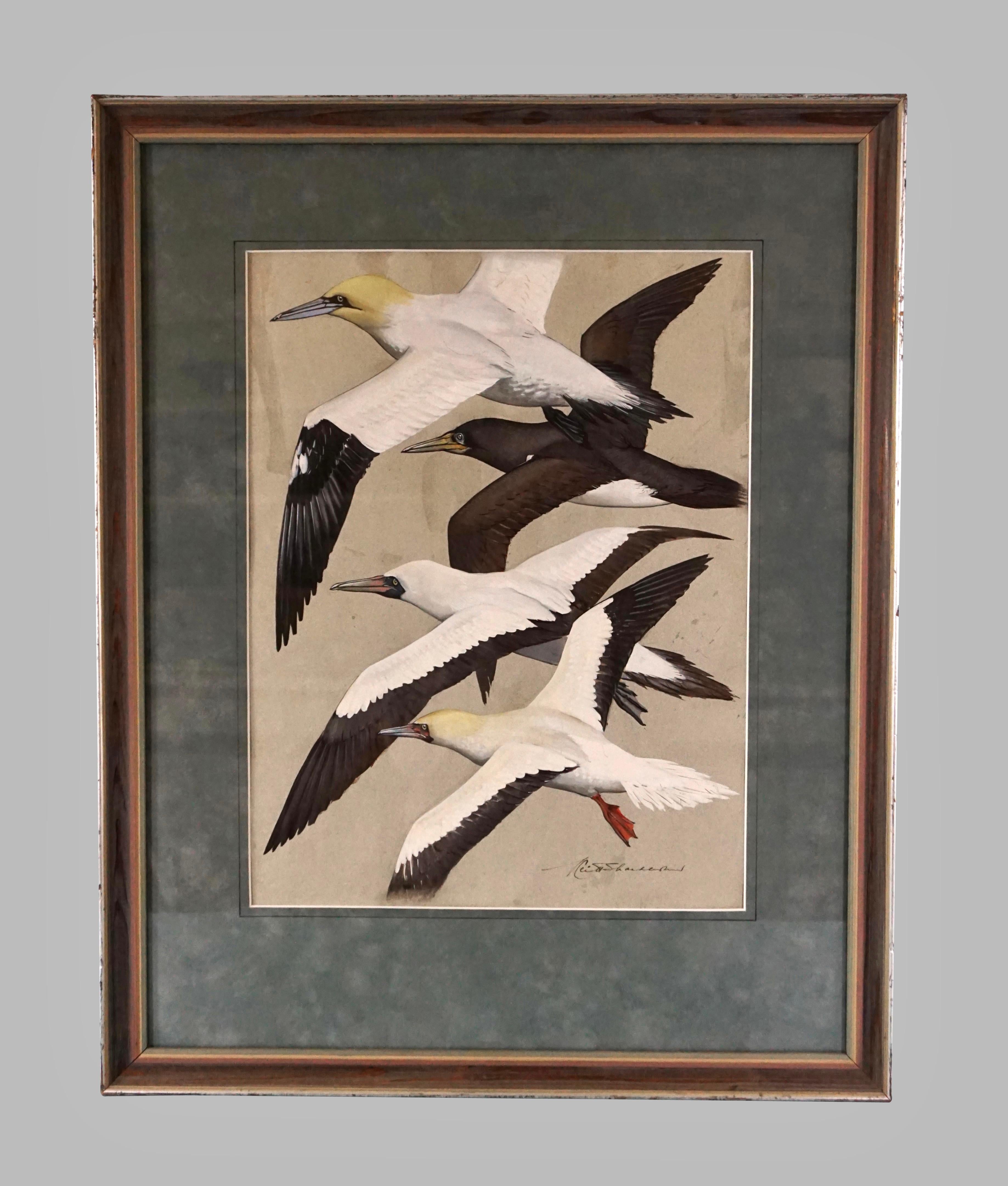 A dramatic gouache on paper of gannetts and boobies by Keith Shackleton (English 1923-2015), a well-known British naturalist and artist. Signed lower right. Shackleton was appointed Member of the Order of the British Empire in 2012 for his efforts