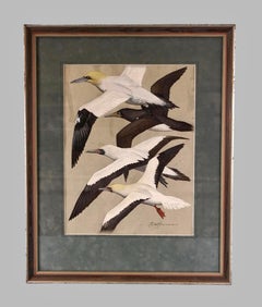 Gouache on Paper by Keith Shackleton MBE Gannetts & Boobies