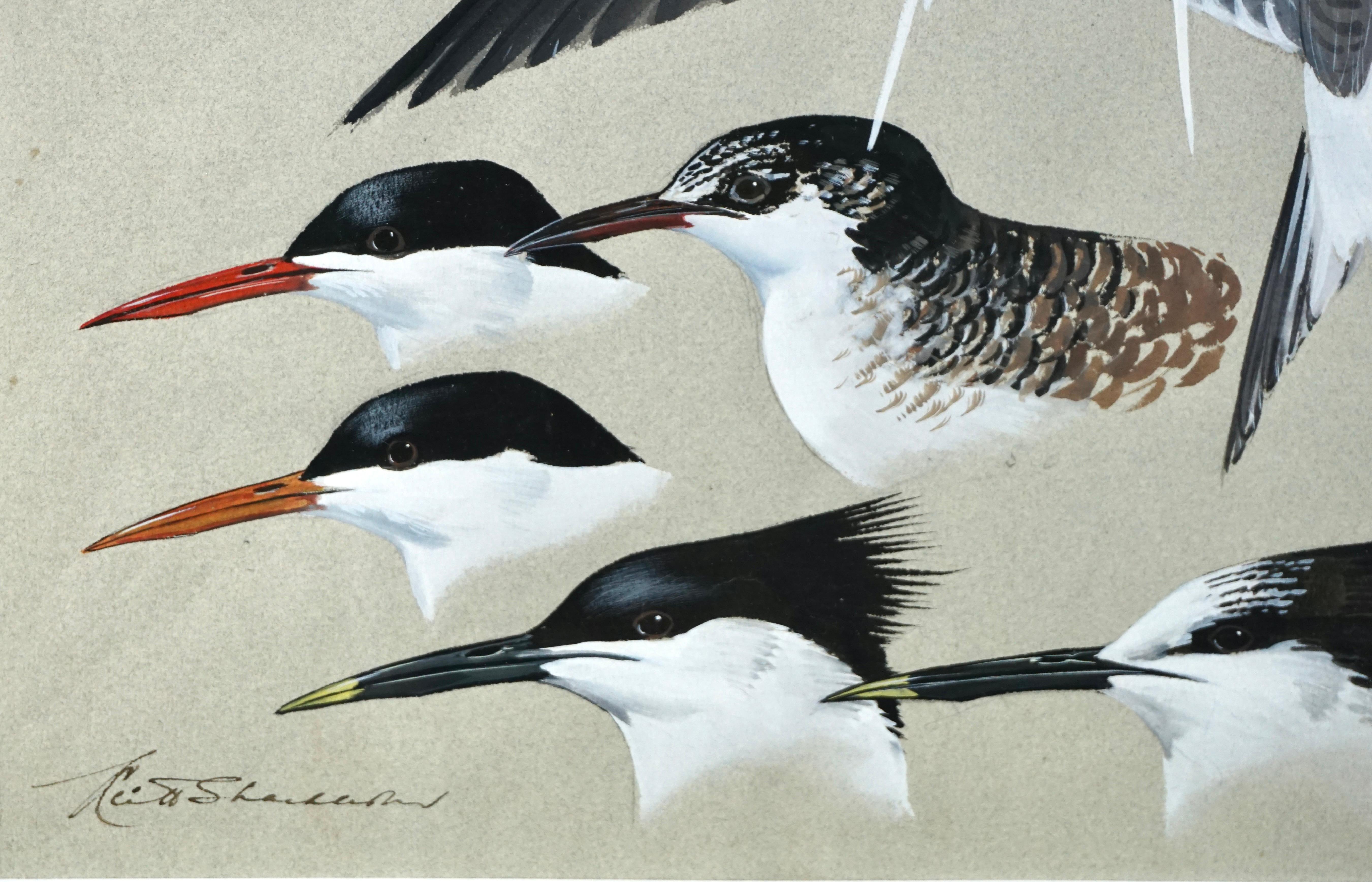 Gouache on Paper by Keith Shackleton MBE of Terns 1