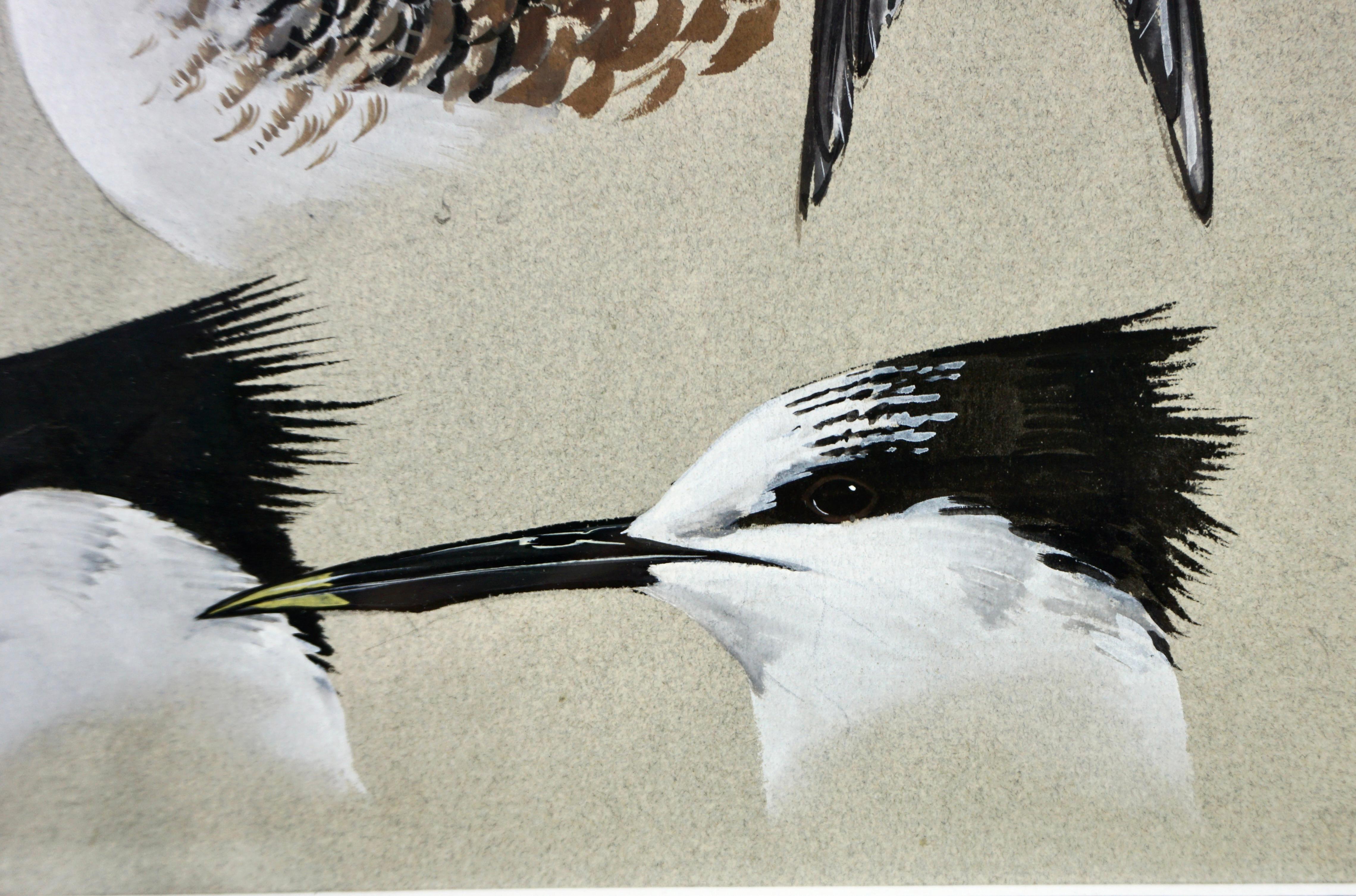Gouache on Paper by Keith Shackleton MBE of Terns 2