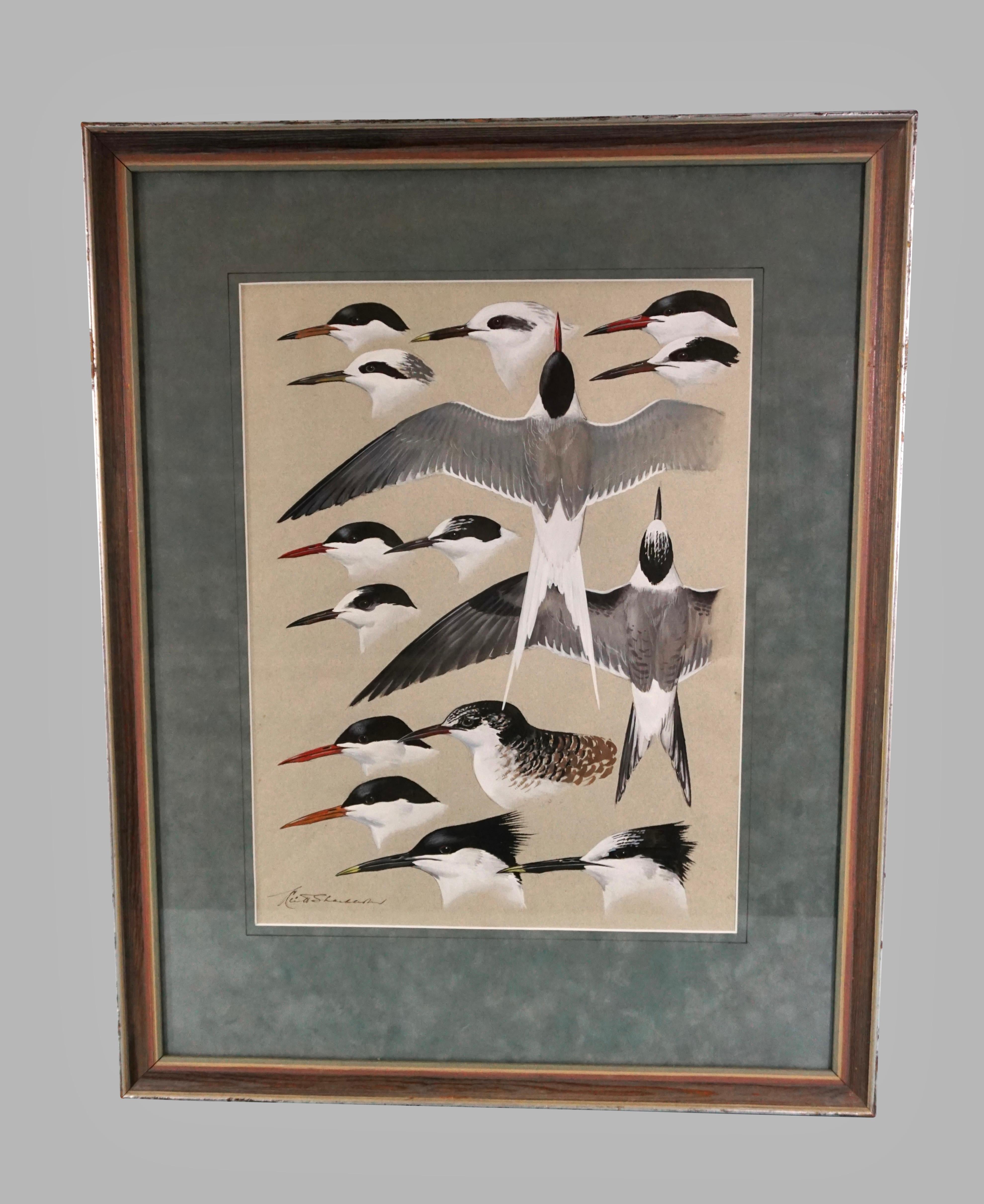 A dramatic gouache on paper of Arctic terns by Keith Shackleton, a well-known British naturalist and artist. Signed lower left. Shackleton was appointed Member of the Order of the British Empire in 2012 for his efforts as an artist for services to