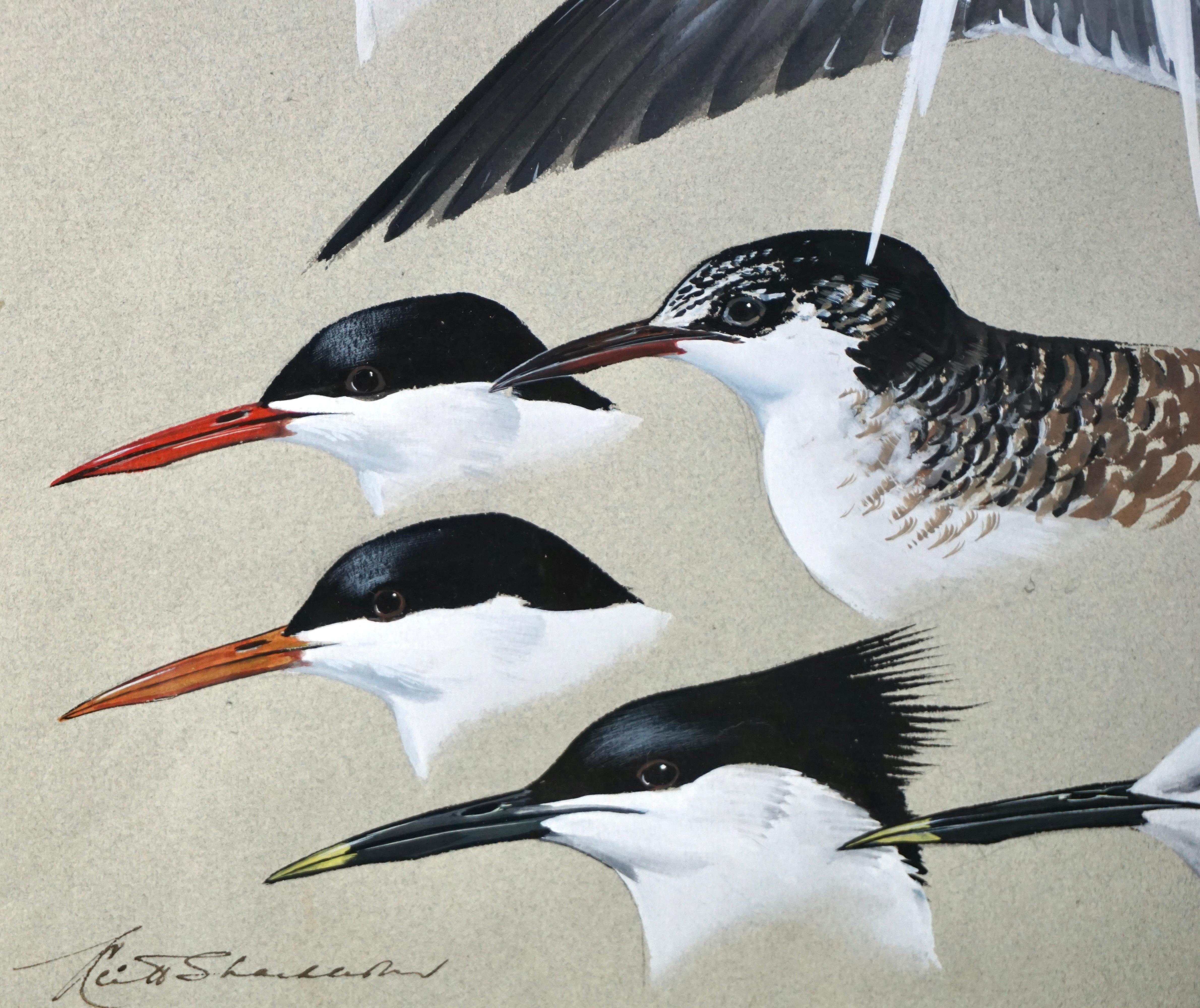 English Gouache on Paper by Keith Shackleton MBE of Terns