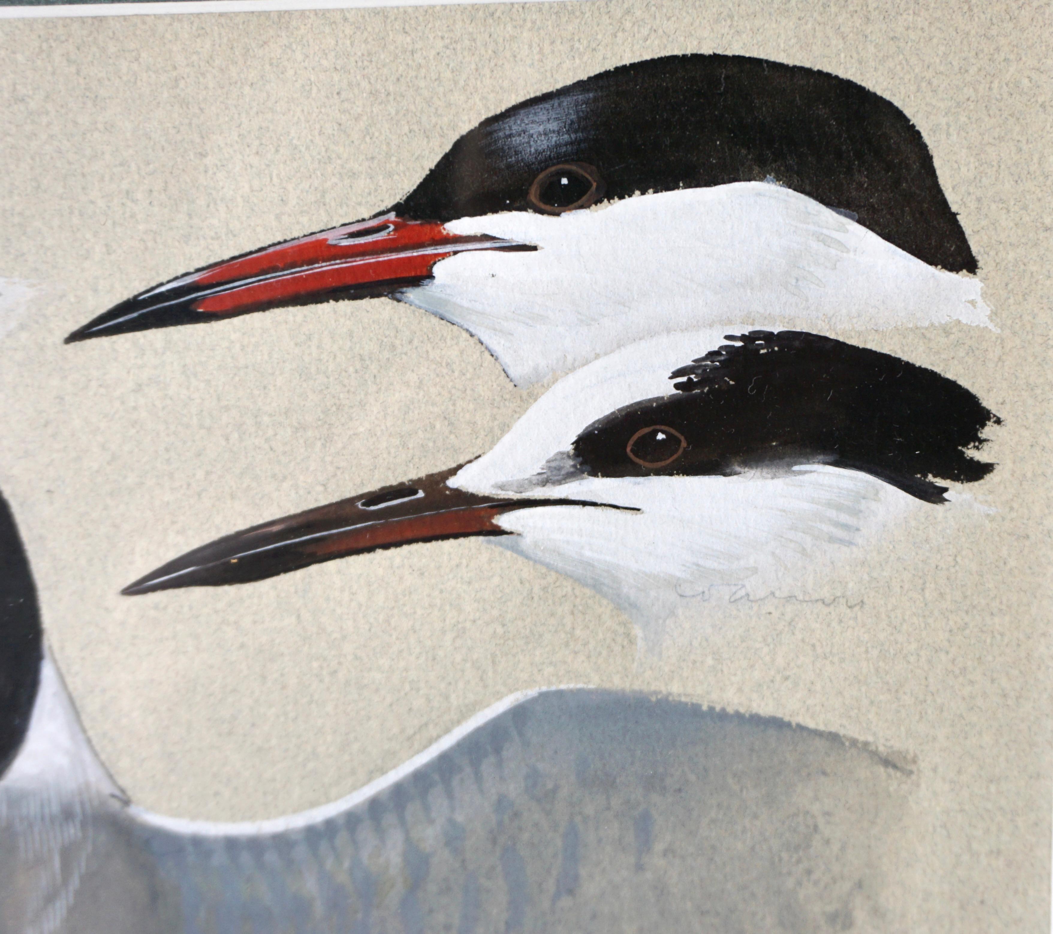 Gouache on Paper by Keith Shackleton MBE of Terns In Good Condition In San Francisco, CA