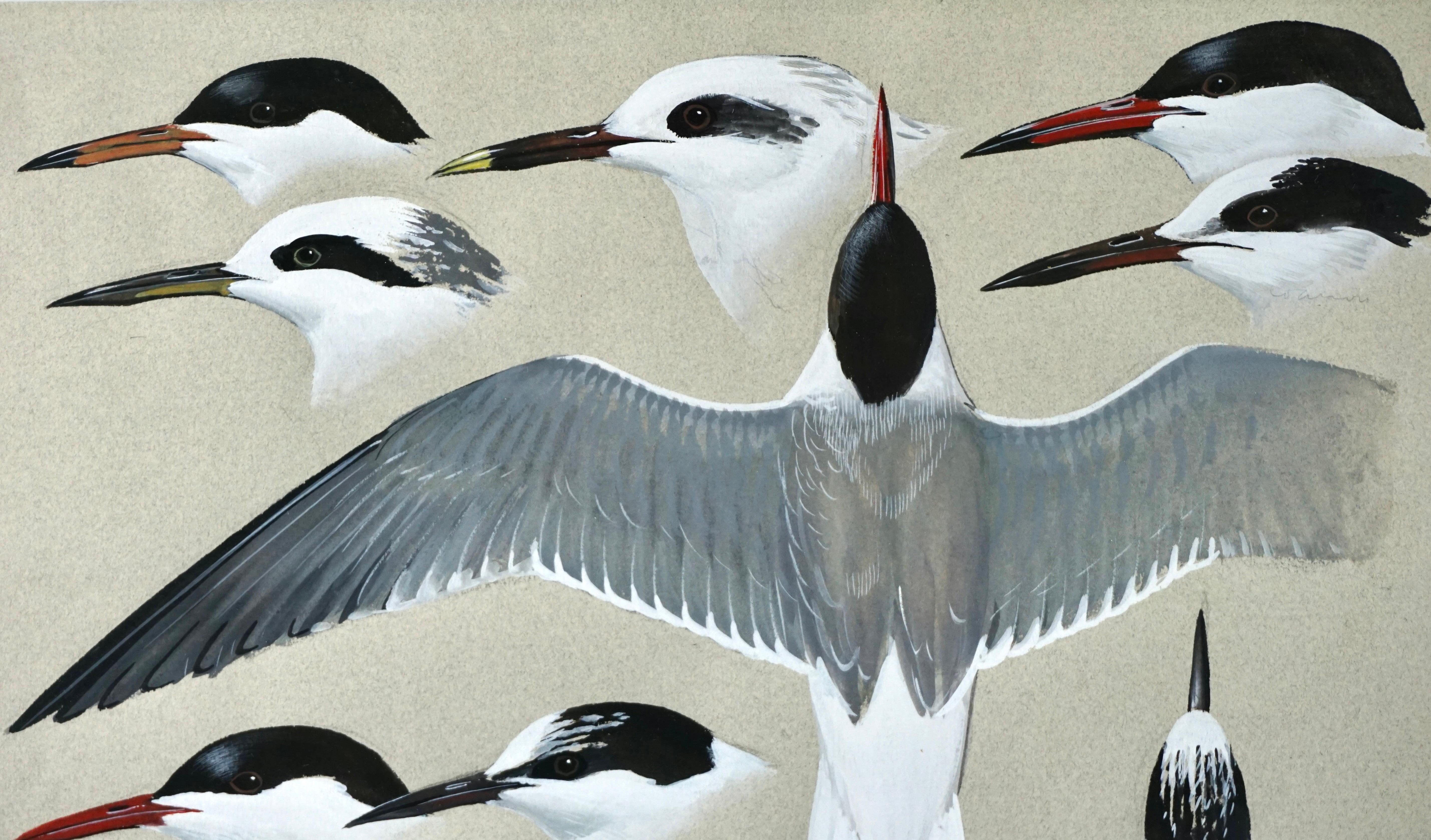 Late 20th Century Gouache on Paper by Keith Shackleton MBE of Terns
