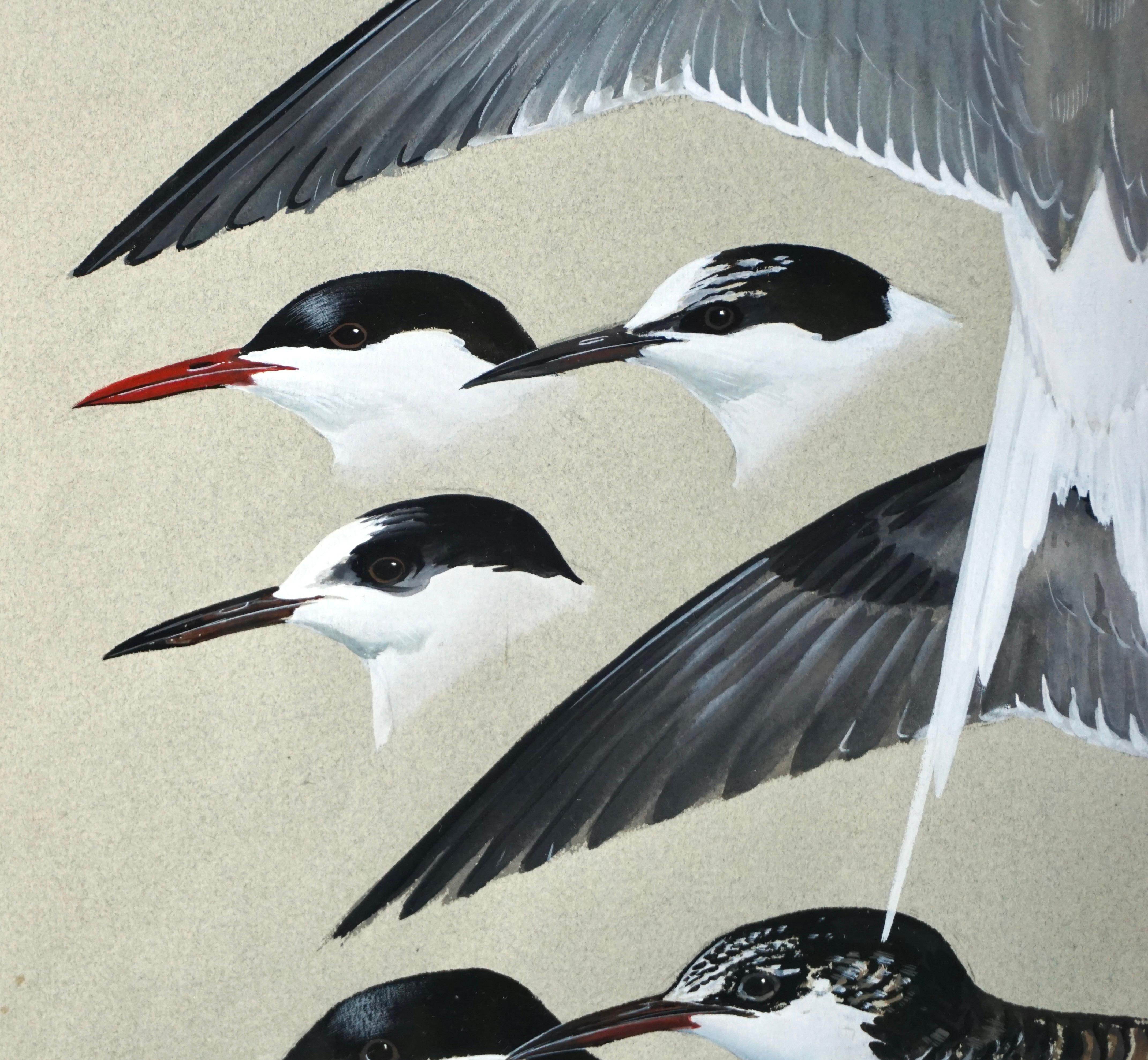 Paint Gouache on Paper by Keith Shackleton MBE of Terns