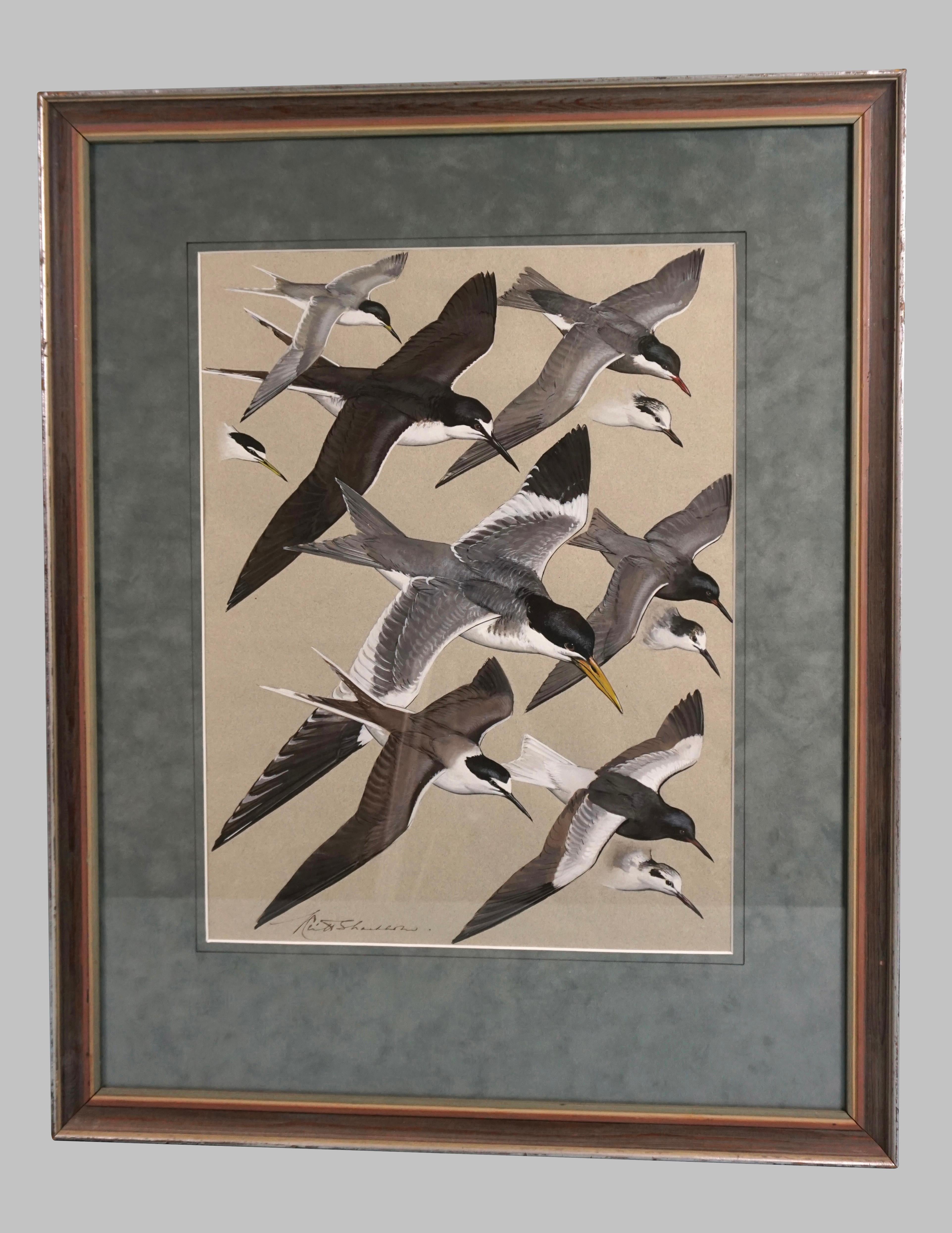 A dramatic gouache on paper of Arctic terns by Keith Shackleton, a well-known British naturalist and artist. Shackleton was appointed Member of the Order of the British Empire in 2012 for his efforts as an artist for services to the conservation of