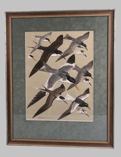 Gouache on Paper by Keith Shackleton MBE (English 1923-2015) Terns in Flight