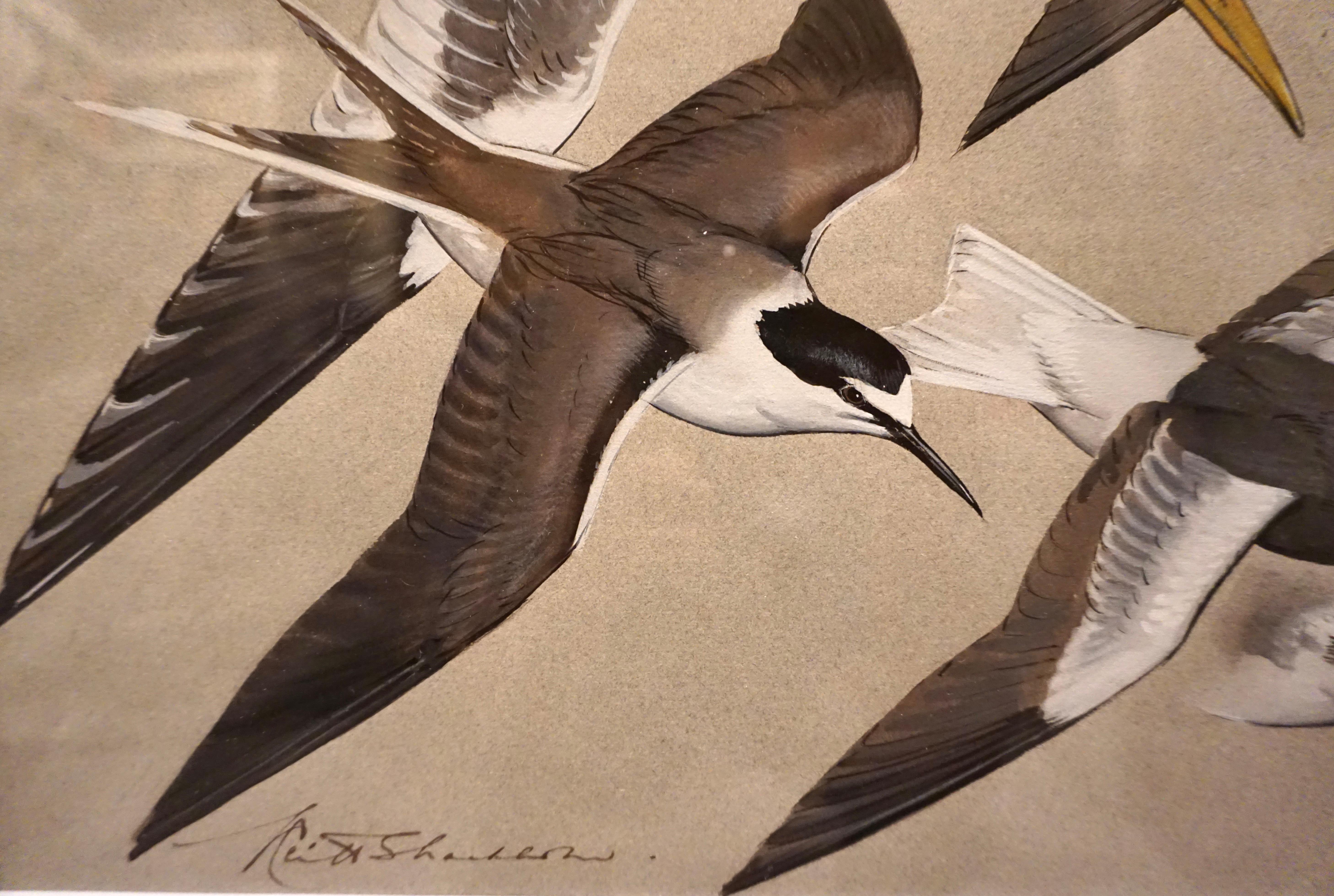 Gouache on Paper by Keith Shackleton MBE (English 1923-2015) Terns in Flight 1