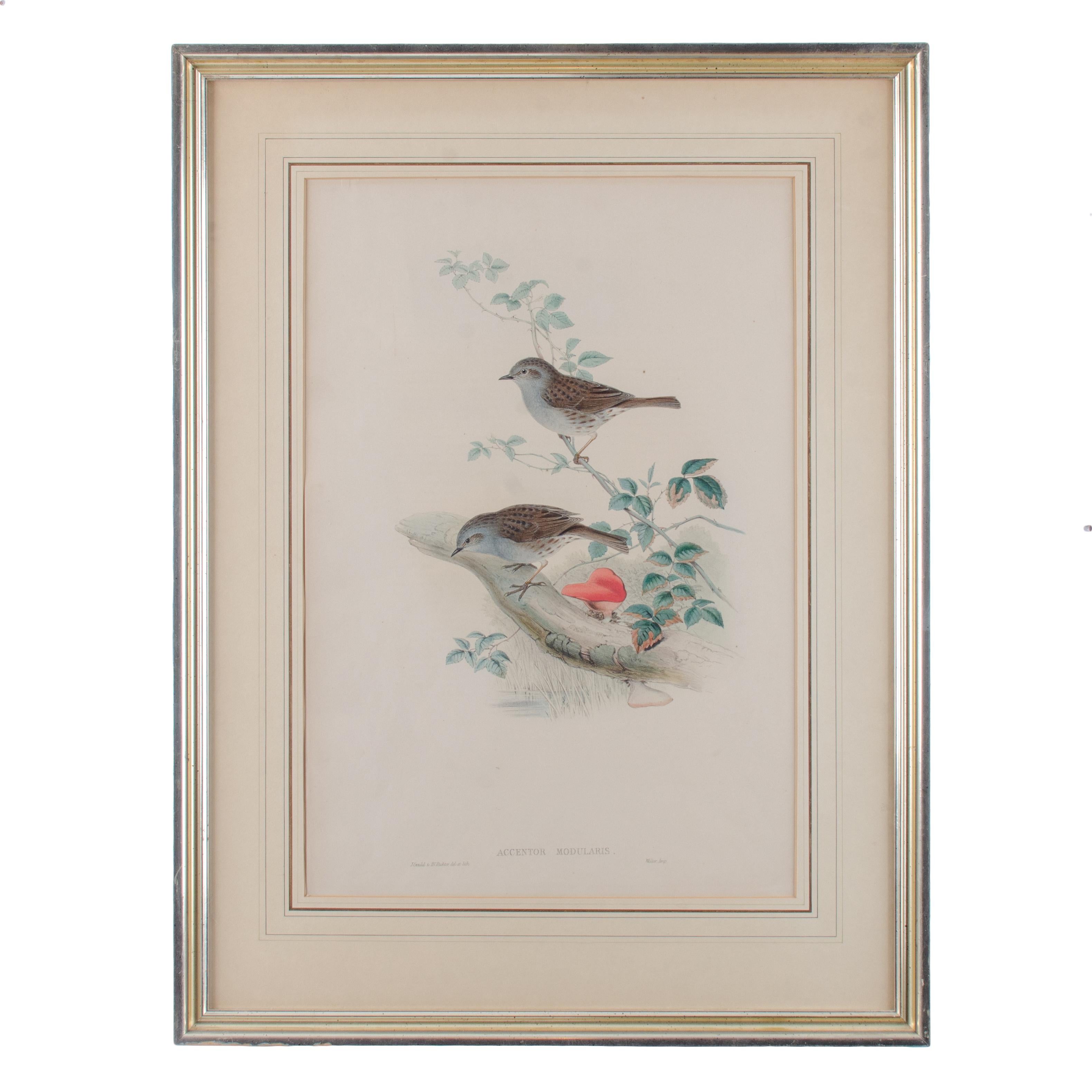 John Gould
(Englisch, 1804-1881)



Handkolorierte Lithografie aus John Goulds Birds of Great Britain, veröffentlicht 1862-1873.  Die Zeichnungen stammen von John Gould und H.C. Richter, stellt zwei Heckenbraunellen (Accentor Modularis)