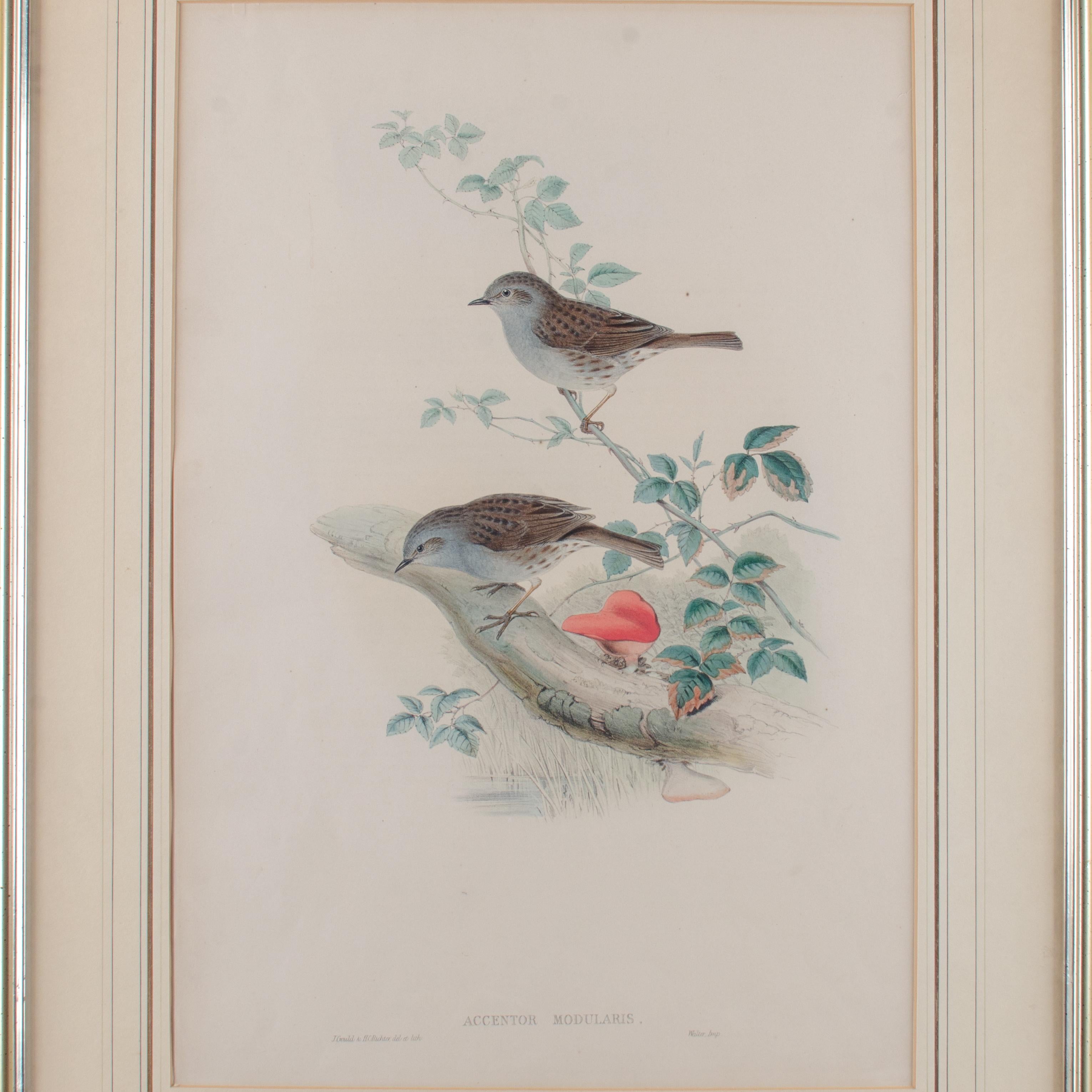 Gould Accentor Modularis im Zustand „Gut“ im Angebot in Savannah, GA