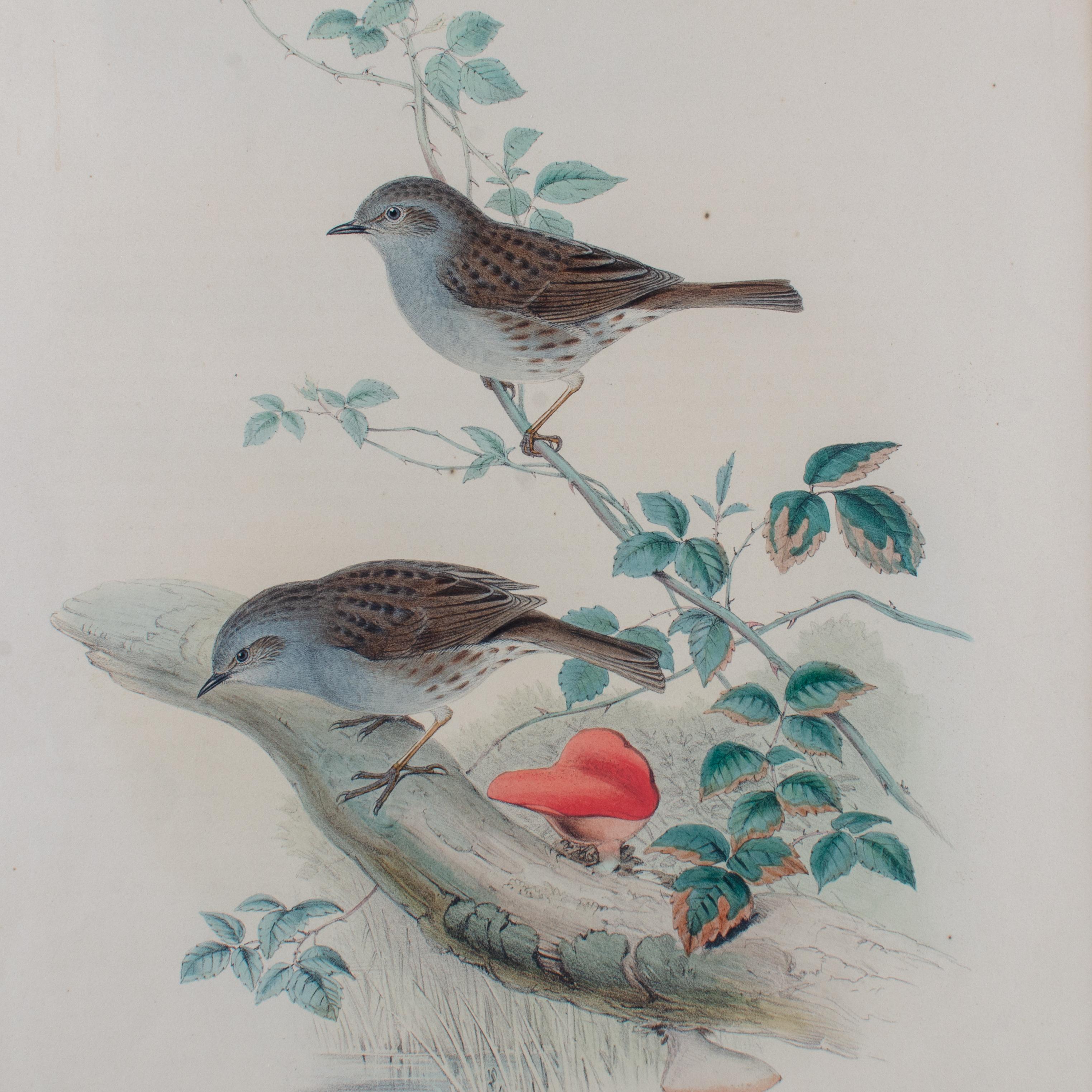 Gould Accentor Modularis (19. Jahrhundert) im Angebot