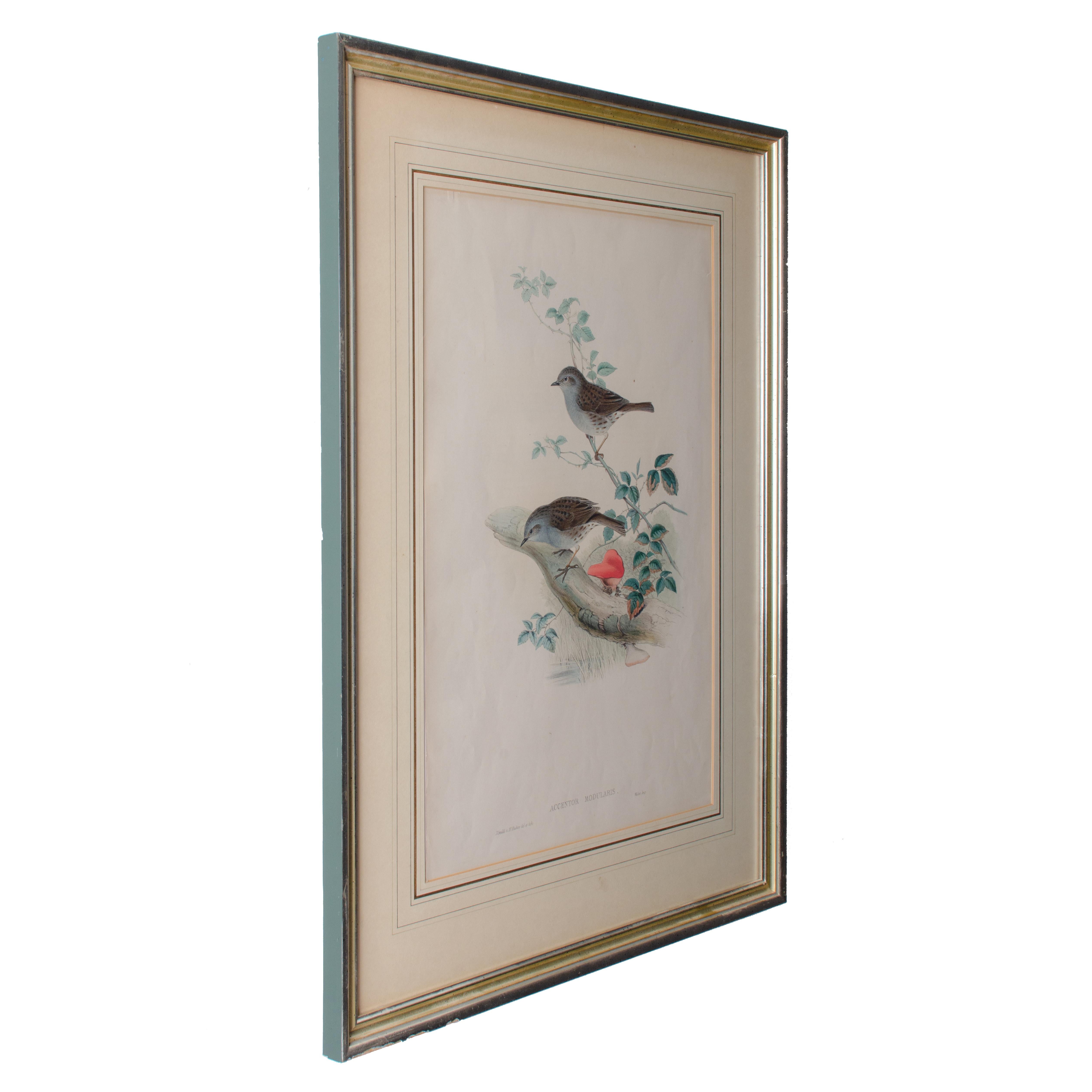 Gould Accentor Modularis (Glas) im Angebot