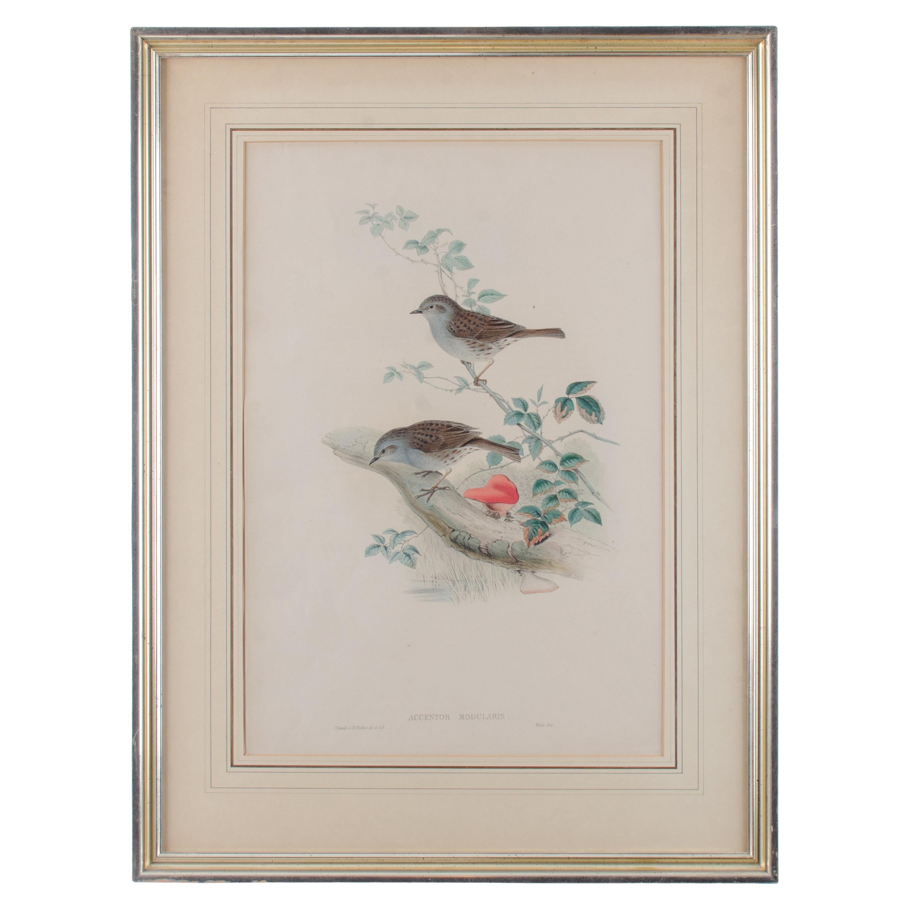 Gould Accentor Modularis im Angebot