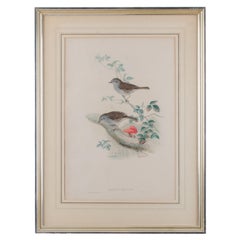 Gould Accentor Modularis