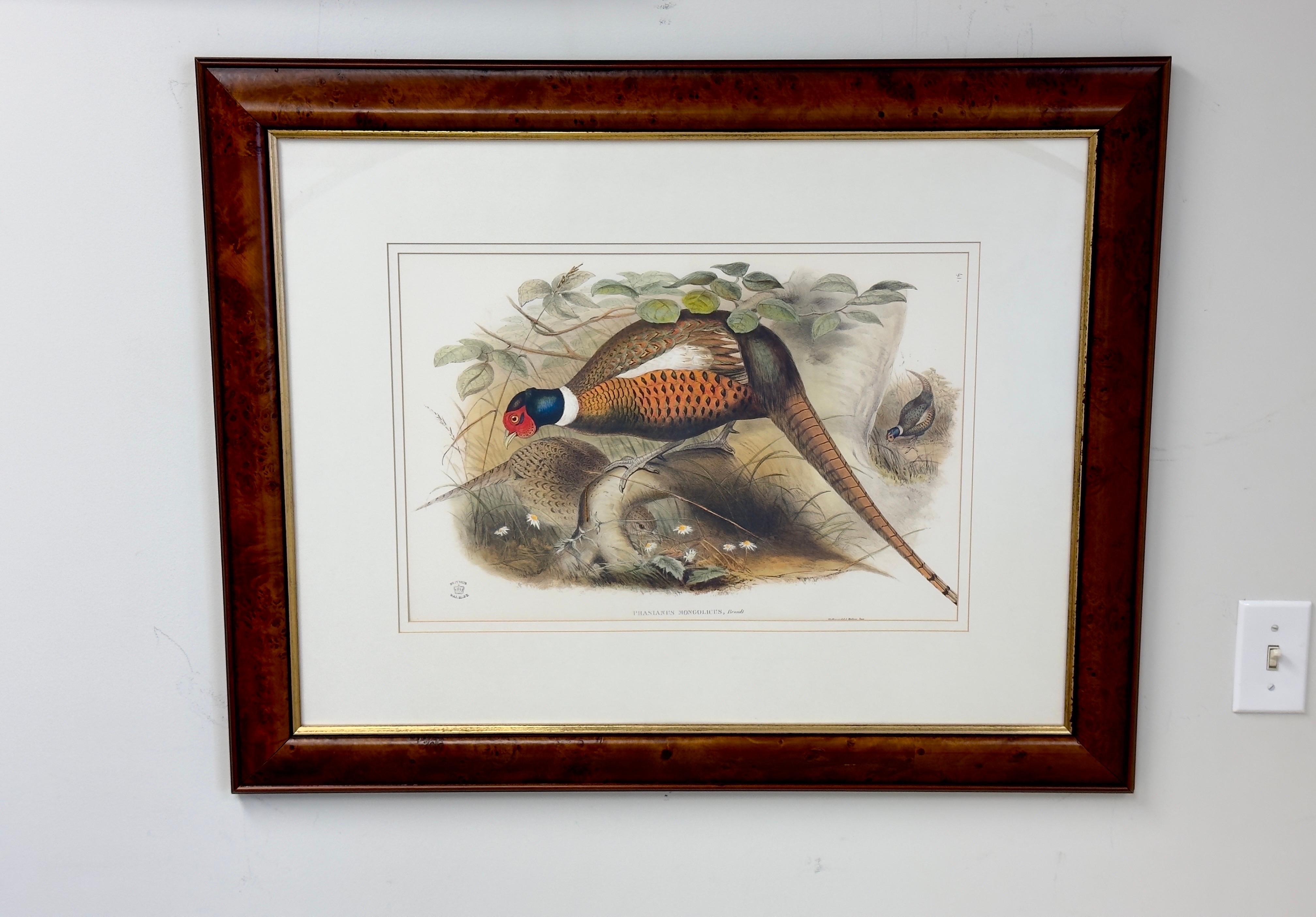  John Gould & Henry Constantine Richter Oiseaux d'Angleterre imprimé faisan  - Naturalisme Painting par John Gould and Henry Constantine Richter
