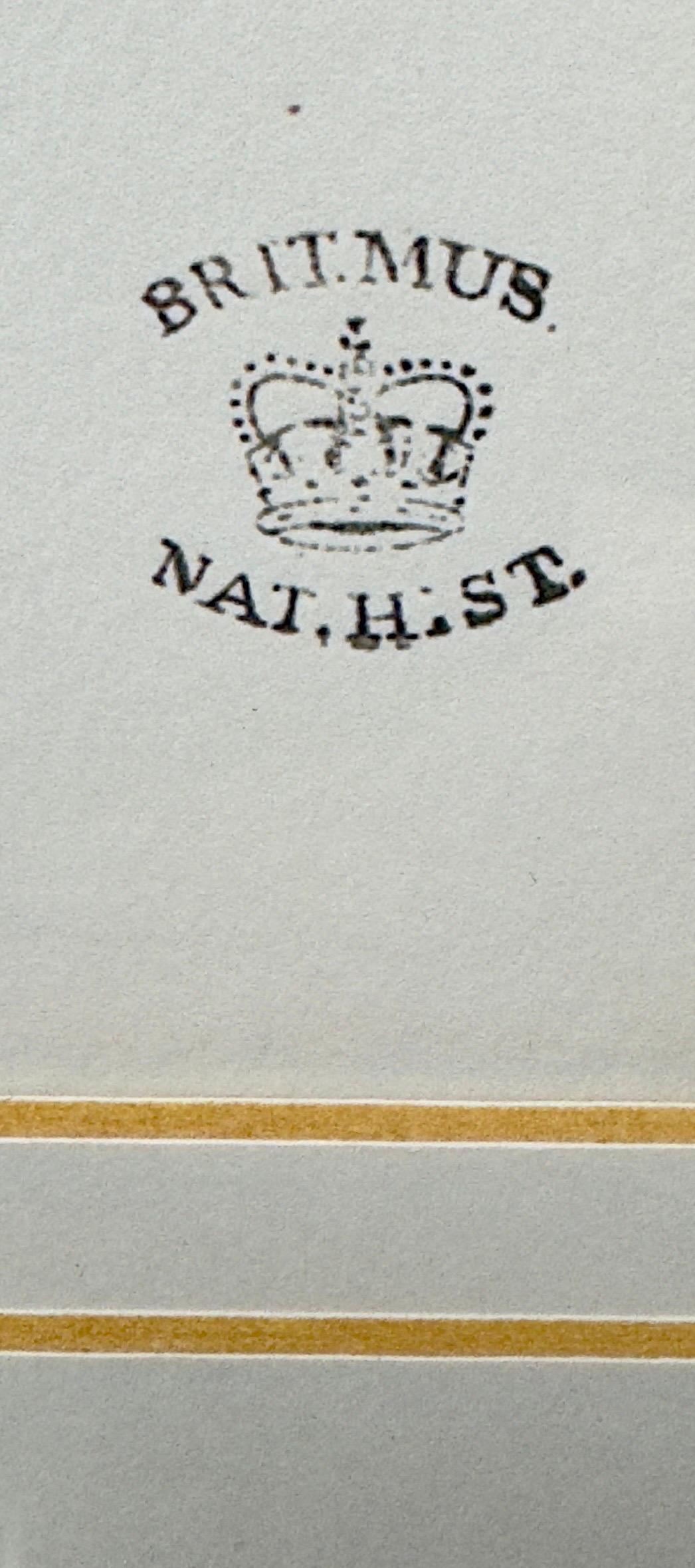  John Gould & Henry Constantine Richter Oiseaux d'Angleterre imprimé faisan  en vente 2