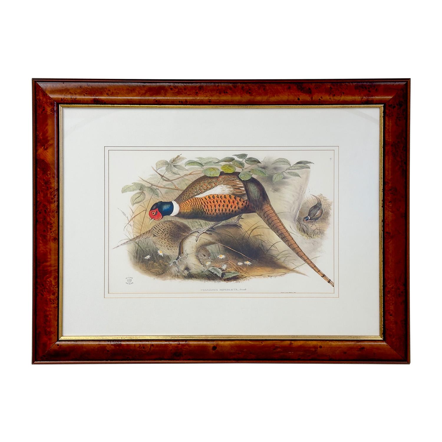  John Gould & Henry Constantine Richter Birds of England Pheasant Print 