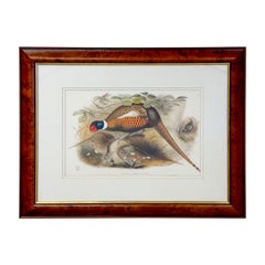 Vintage  John Gould & Henry Constantine Richter Birds of England Pheasant Print 