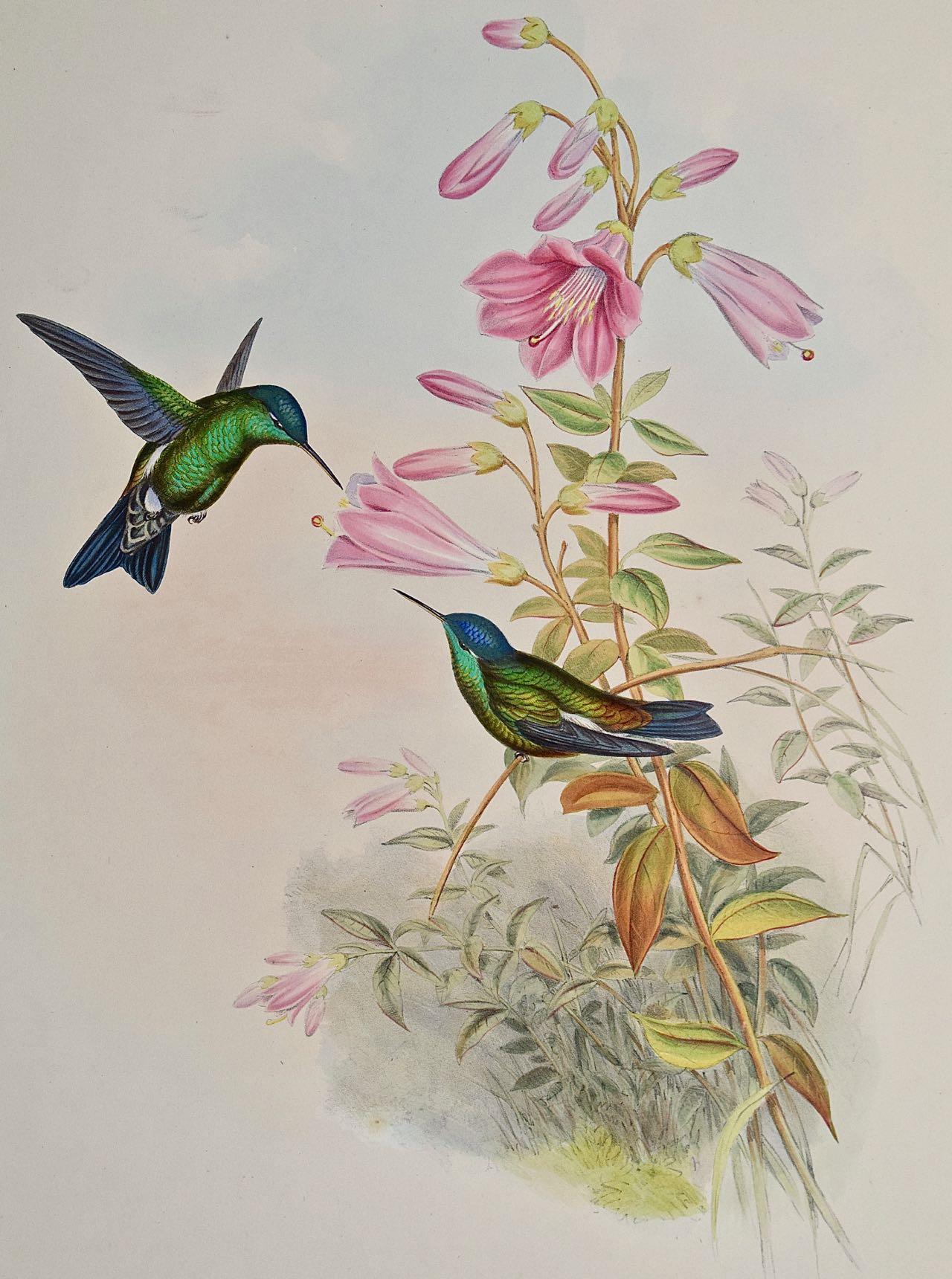 Hummingbirds: 19th C. Gould Hand-colored 