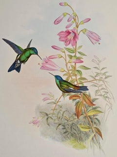 Hummingbirds: 19th C. Gould Hand-colored "Cyanifrons", Blue-capped Saucerottia