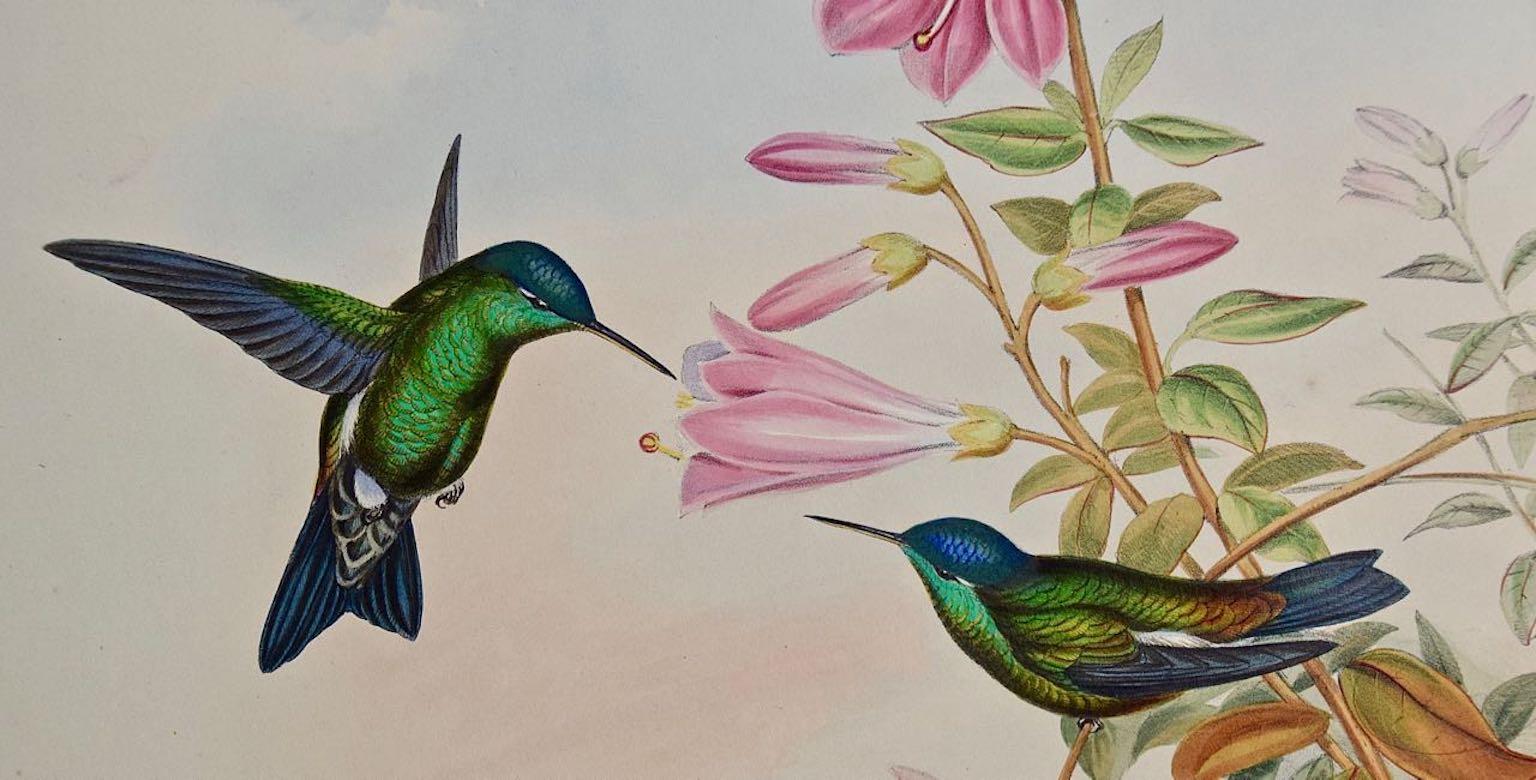Saucerottia « Caïfrons » coloré à la main au 19e siècle - Naturalisme Print par John Gould and Henry Constantine Richter