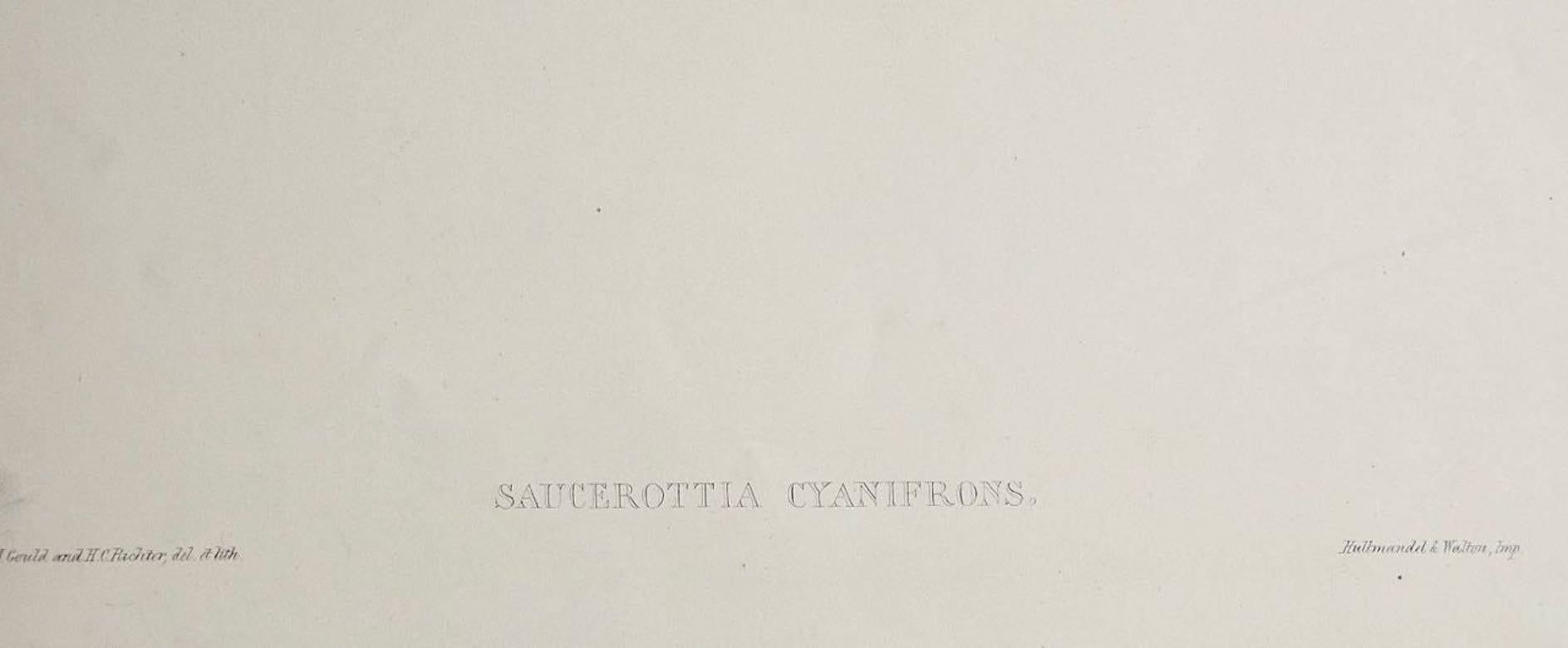 Saucerottia « Caïfrons » coloré à la main au 19e siècle  en vente 2