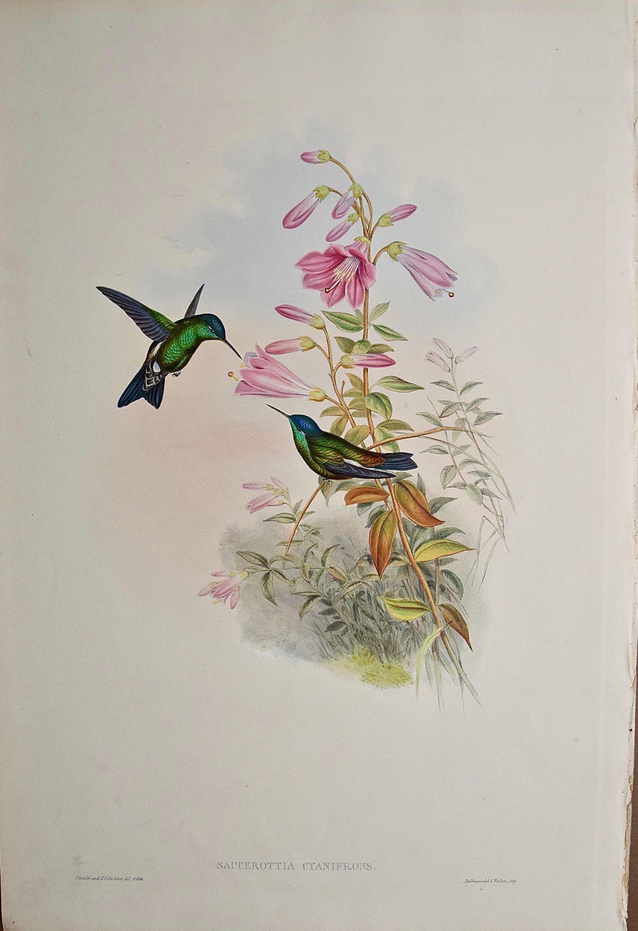 John Gould and Henry Constantine Richter Landscape Print - Hummingbirds: 19th C. Gould Hand-colored "Cyanifrons", Blue-capped Saucerottia 