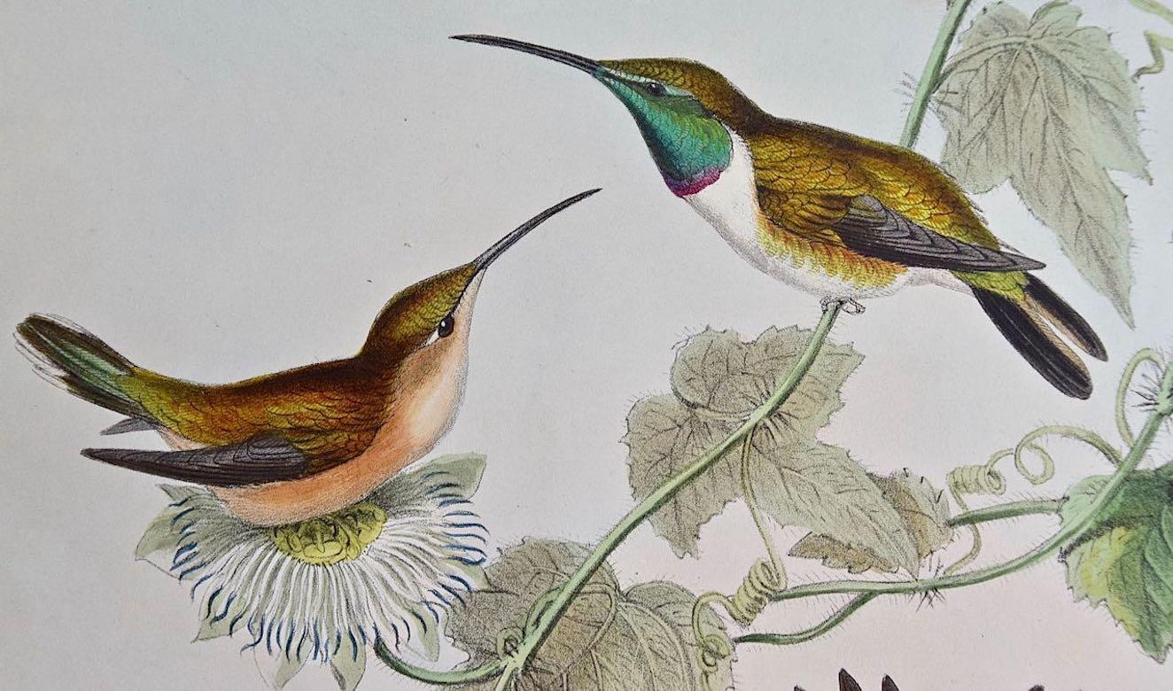 19th C. Gould Hand-Colored 