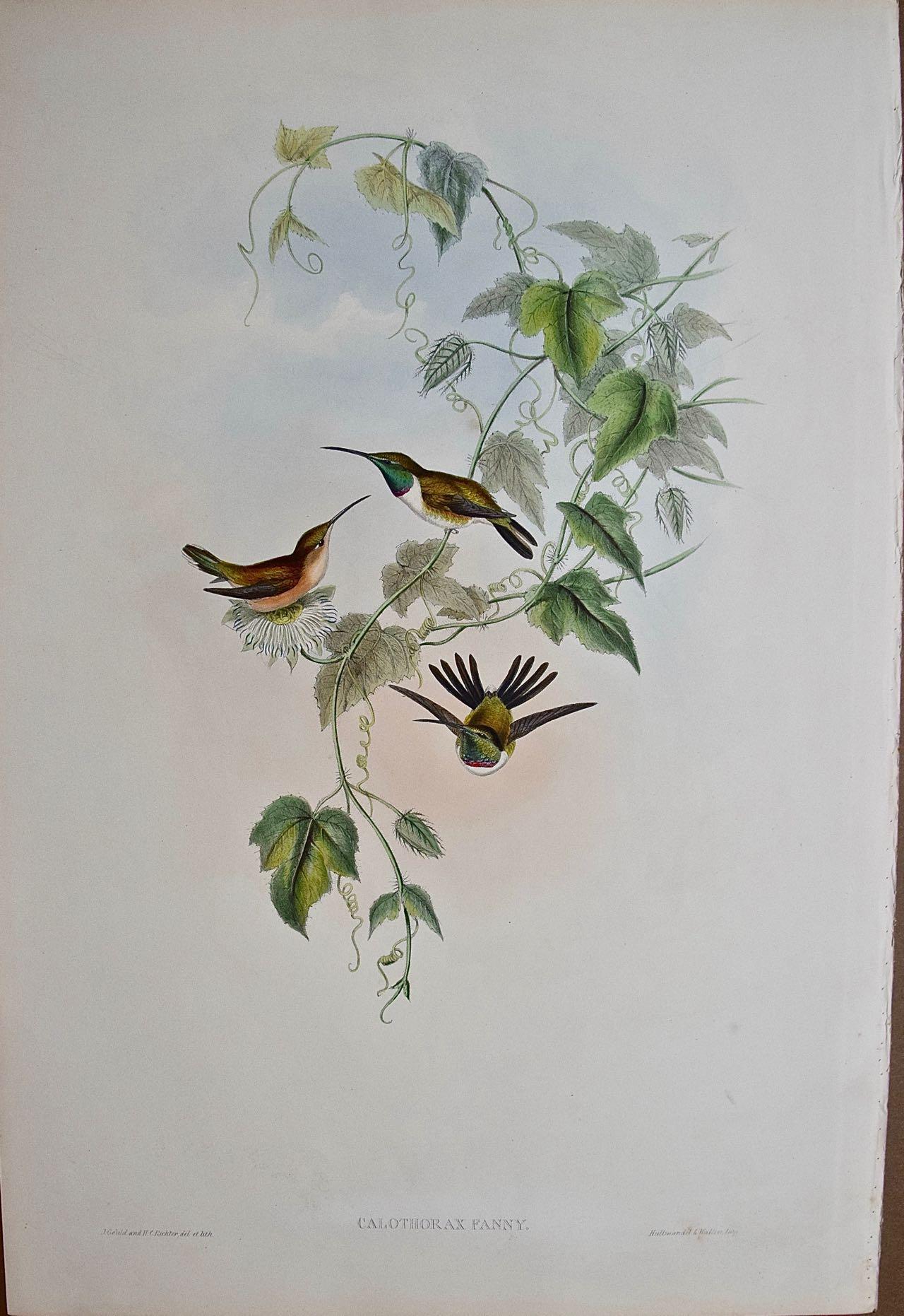 John Gould and Henry Constantine Richter Landscape Print - 19th C. Gould Hand-Colored "Fanny's Calothorax" Wood Star Hummingbirds