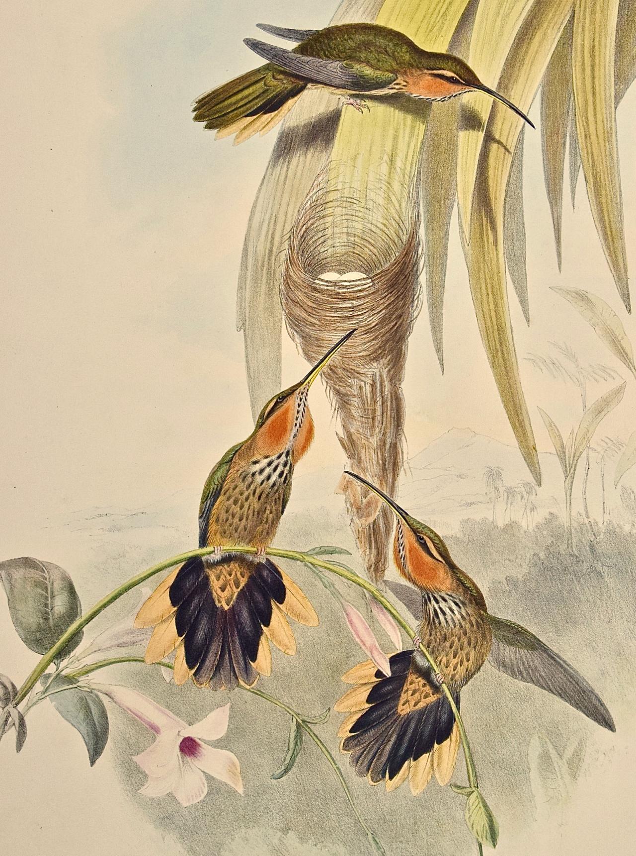 Saw-bill Hummingbirds, Nest & Eggs: 19th C. Gould Hand-colored 
