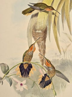 Saw-bill Hummingbirds and Nest: Framed 19th C. Hand-colored Lithograph by Gould