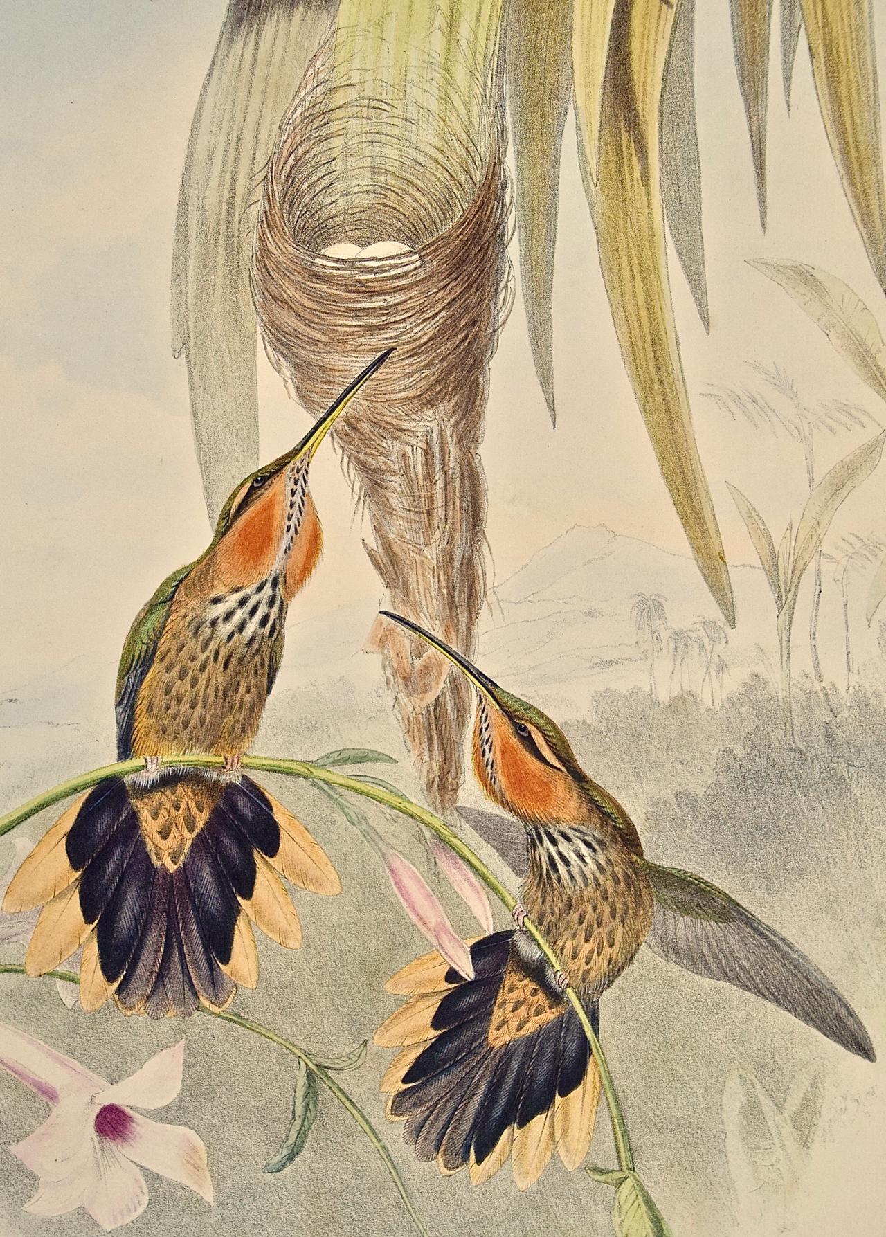 Grypus Naevius du 19ème siècle coloré à la main, oiseaux de chasse, nid et œufs - Naturalisme Print par John Gould and Henry Constantine Richter