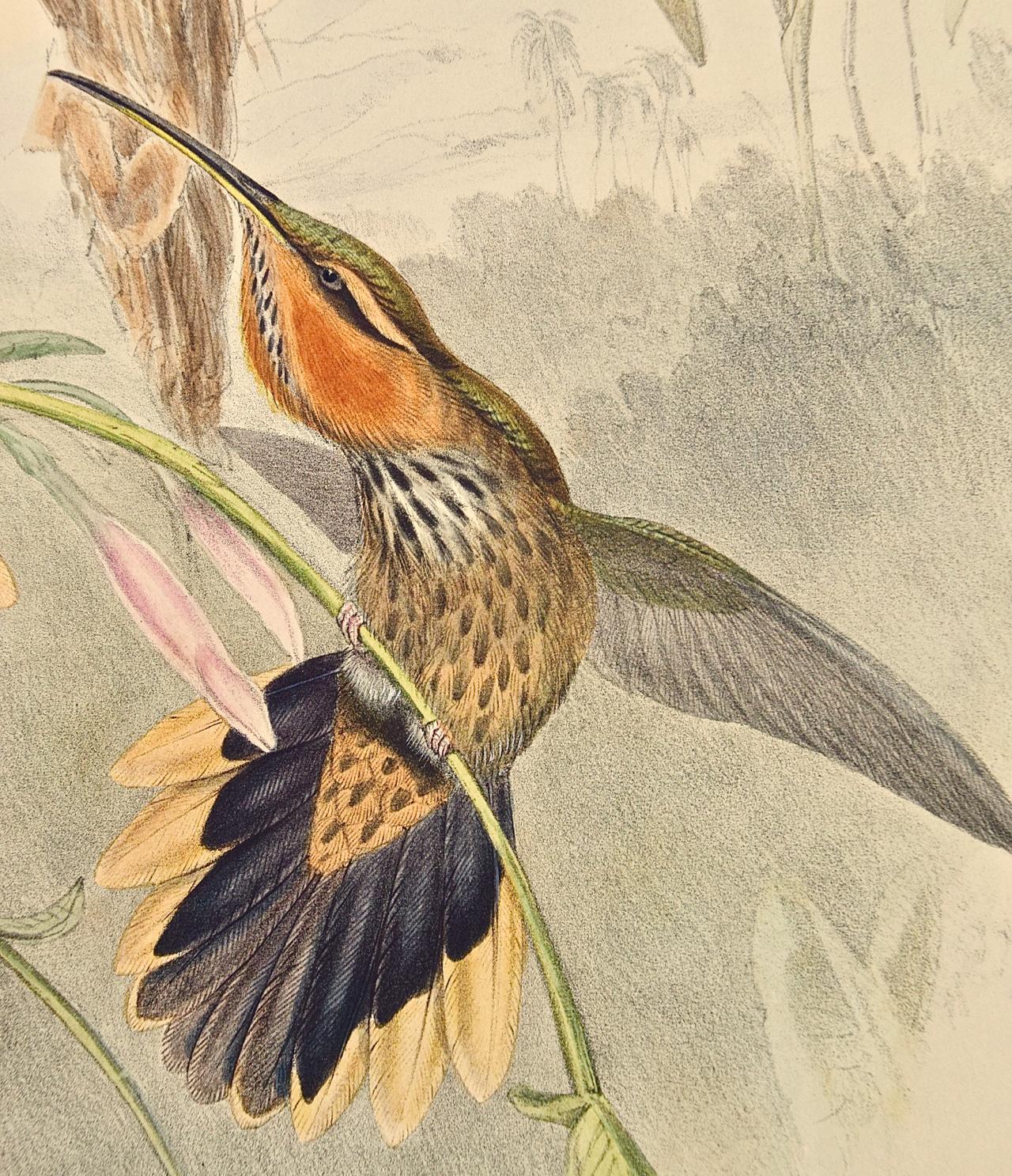 19. Jahrhundert, Gould, handkolorierter Grypus Naevius, Hummingbirds, Nest & Eier (Beige), Landscape Print, von John Gould and Henry Constantine Richter