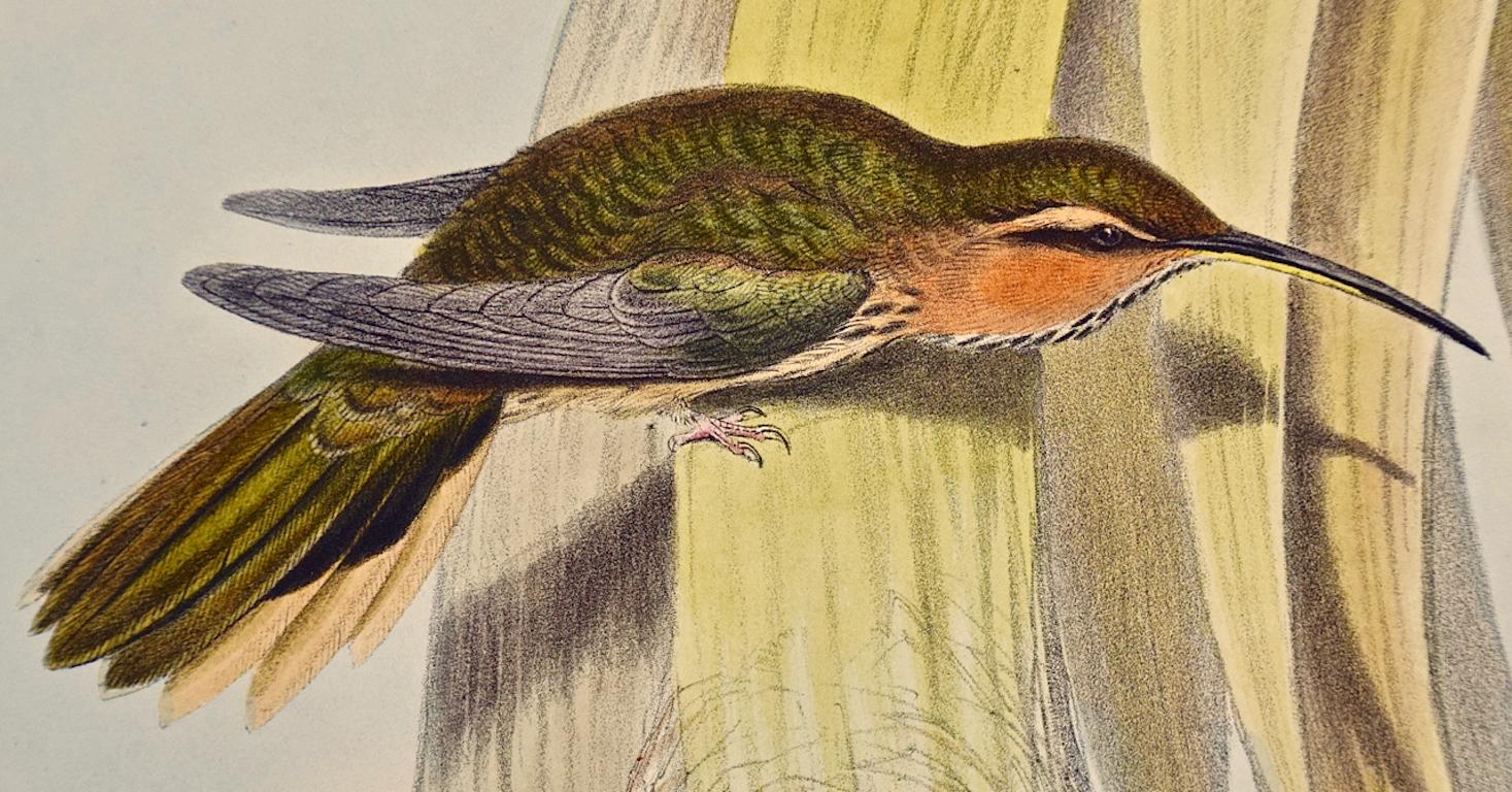 Saw-bill Hummingbirds, Nest & Eggs: 19th C. Gould Hand-colored 