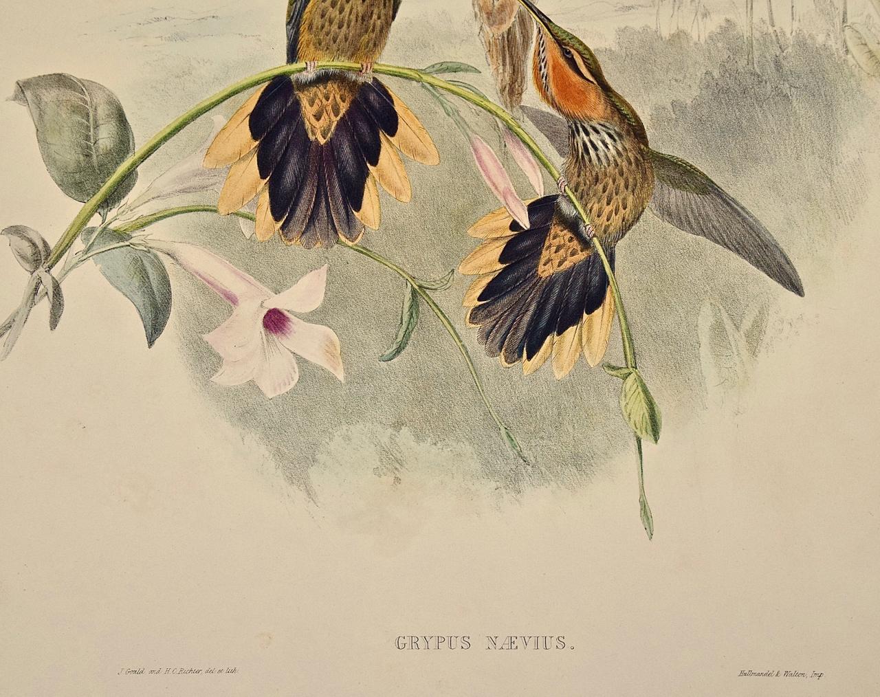 19. Jahrhundert, Gould, handkolorierter Grypus Naevius, Hummingbirds, Nest & Eier im Angebot 2