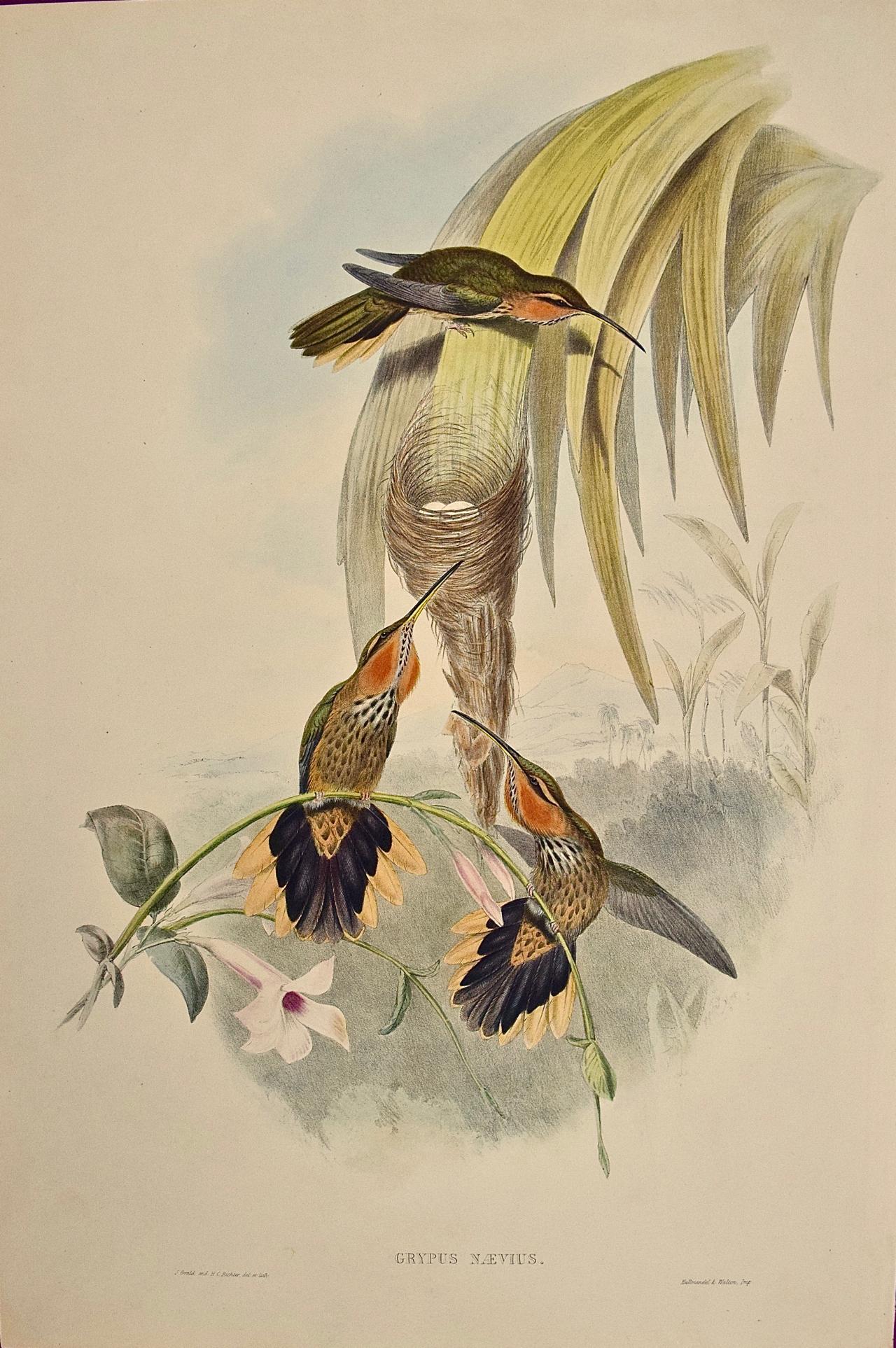 John Gould and Henry Constantine Richter Landscape Print - Saw-bill Hummingbirds and Nest: Framed 19th C. Hand-colored Lithograph by Gould