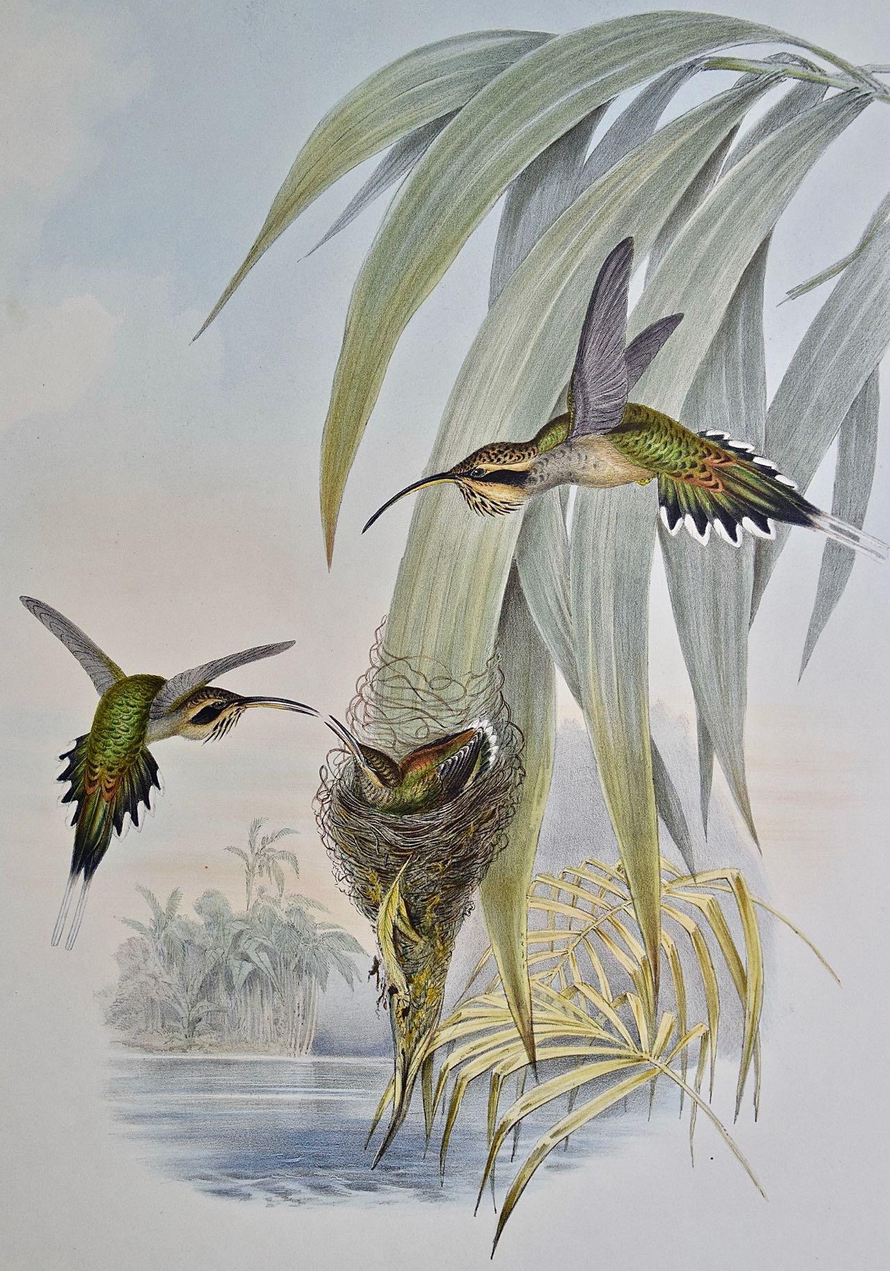 19th C. Gould Hand-Colored Eurynome Hummingbirds With Their Young in its Nest - Print by John Gould and Henry Constantine Richter