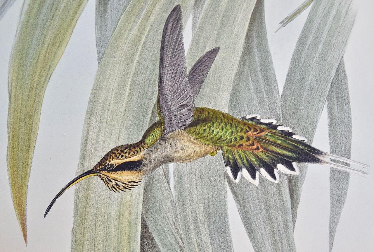 19th C. Gould Hand-Colored Eurynome Hummingbirds With Their Young in its Nest - Naturalistic Print by John Gould and Henry Constantine Richter