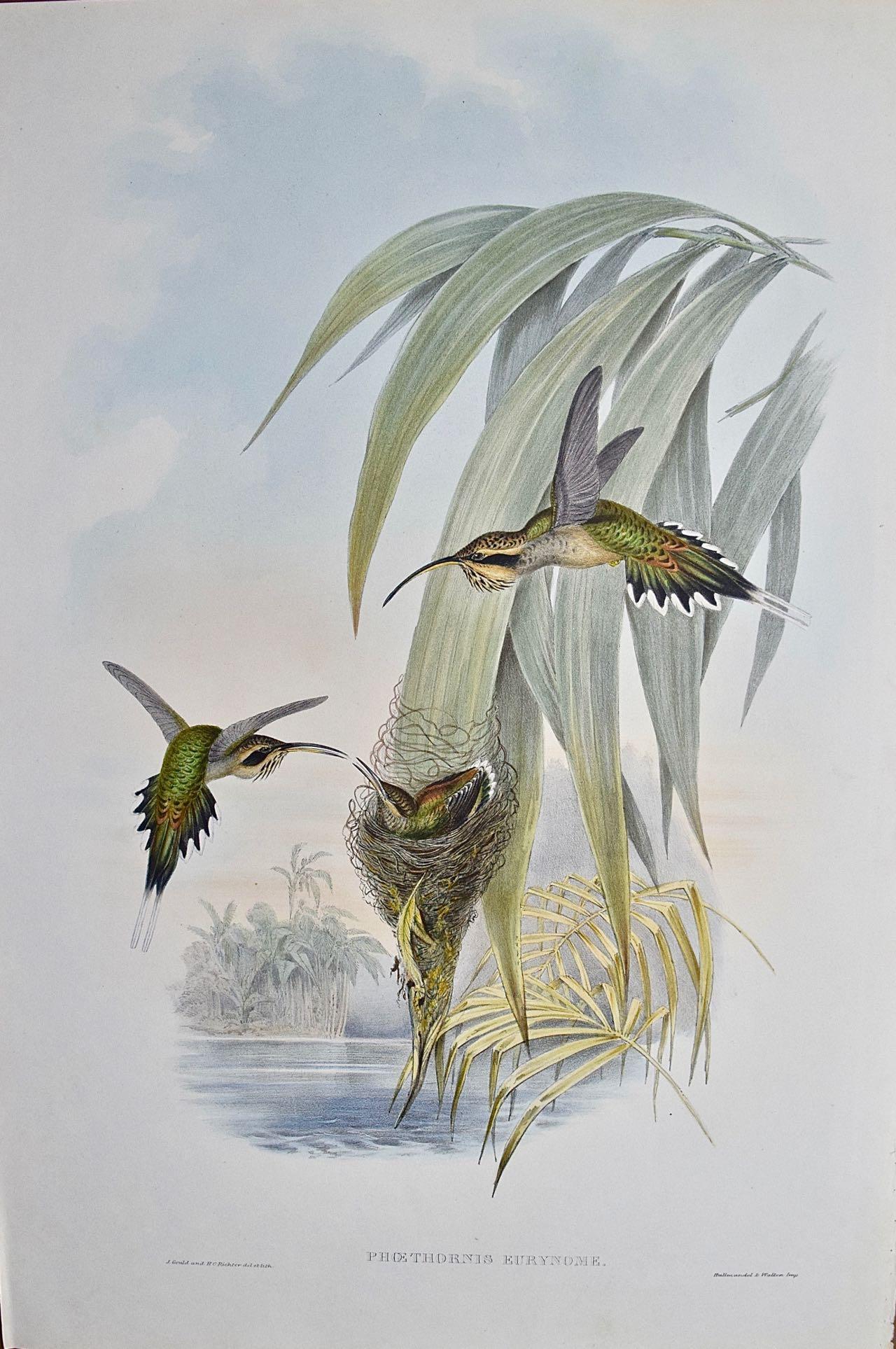 John Gould and Henry Constantine Richter Animal Print - 19th C. Gould Hand-Colored Eurynome Hummingbirds With Their Young in its Nest