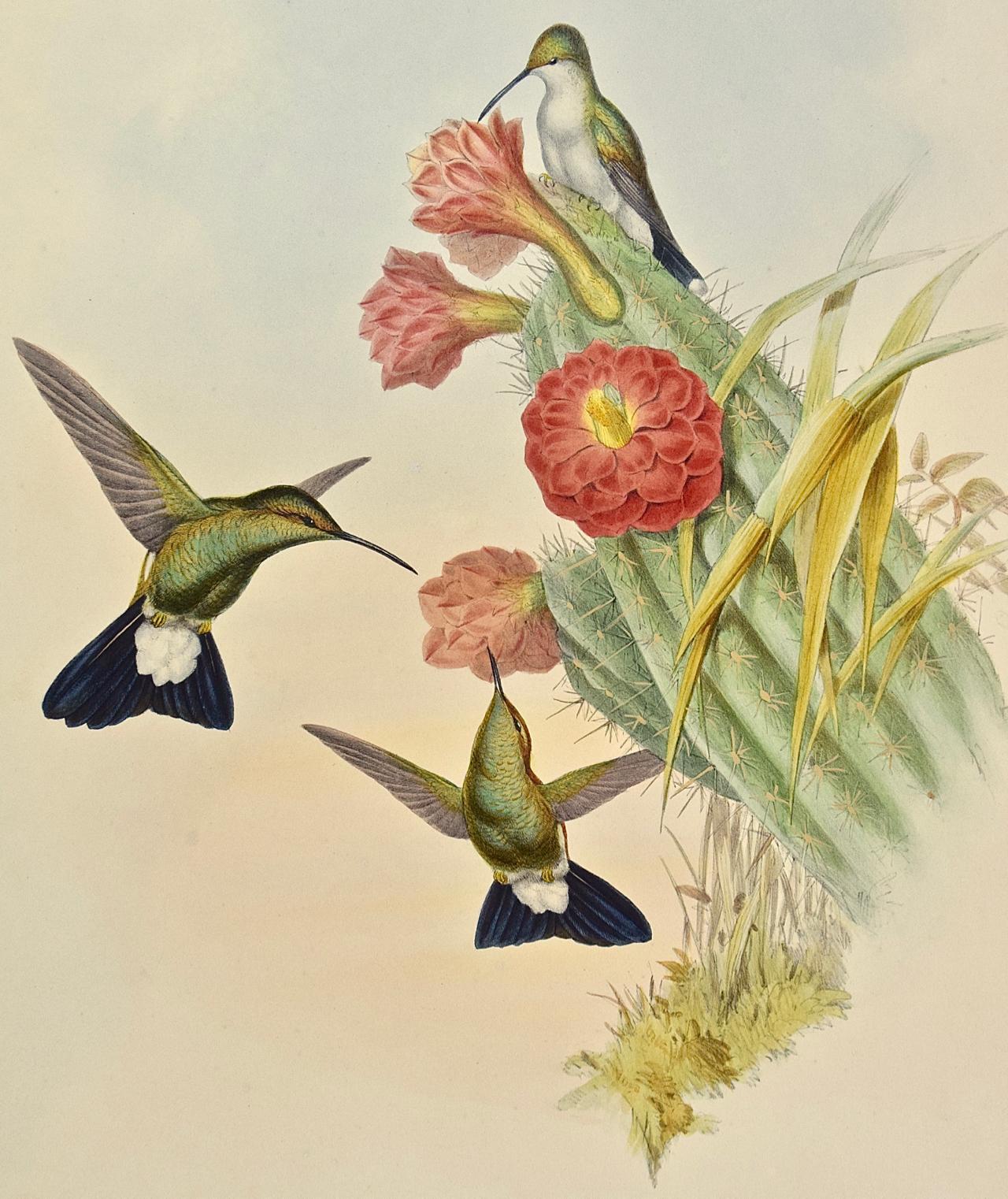 Hummingbirds: Gerahmte handkolorierte „Hypuroptila“ mit Kakteen aus dem 19. Jahrhundert – Print von John Gould and Henry Constantine Richter