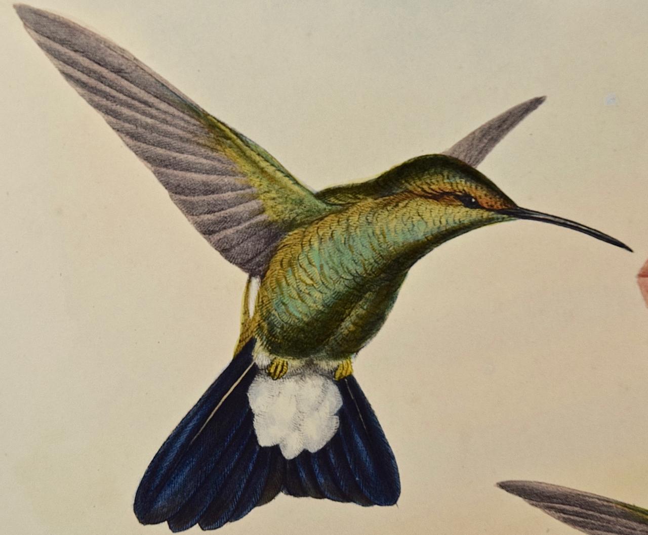 Hummingbirds: Gerahmte handkolorierte „Hypuroptila“ mit Kakteen aus dem 19. Jahrhundert (Naturalismus), Print, von John Gould and Henry Constantine Richter