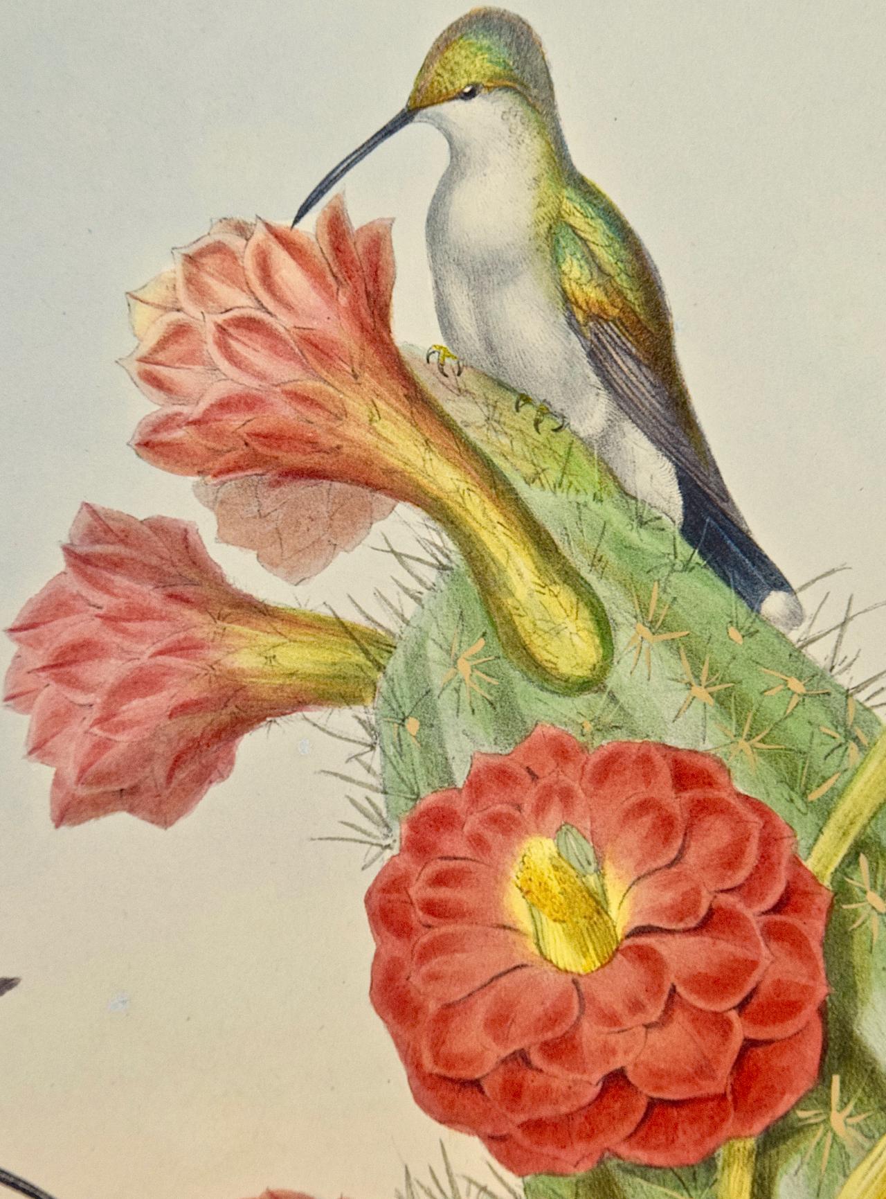 Hummingbirds: Gerahmte handkolorierte „Hypuroptila“ mit Kakteen aus dem 19. Jahrhundert (Beige), Animal Print, von John Gould and Henry Constantine Richter