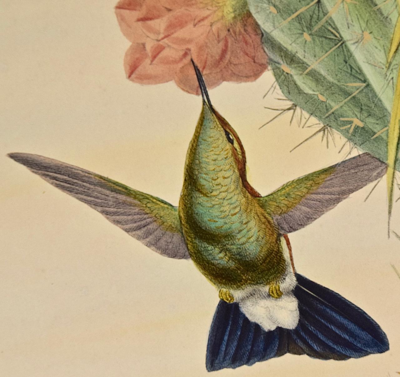 Dies ist eine gerahmte handkolorierte Lithographie im Folioformat mit dem Titel 