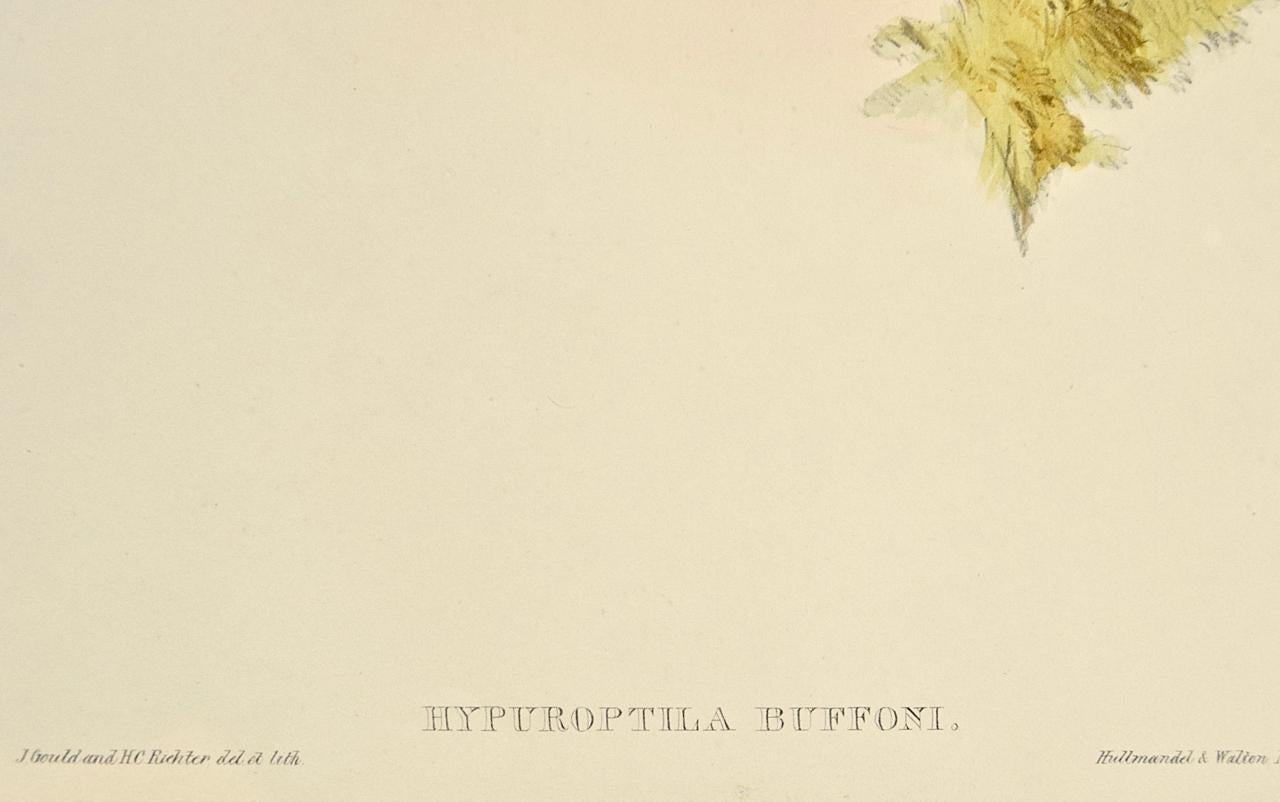 Hummingbirds: Gerahmte handkolorierte „Hypuroptila“ mit Kakteen aus dem 19. Jahrhundert 1
