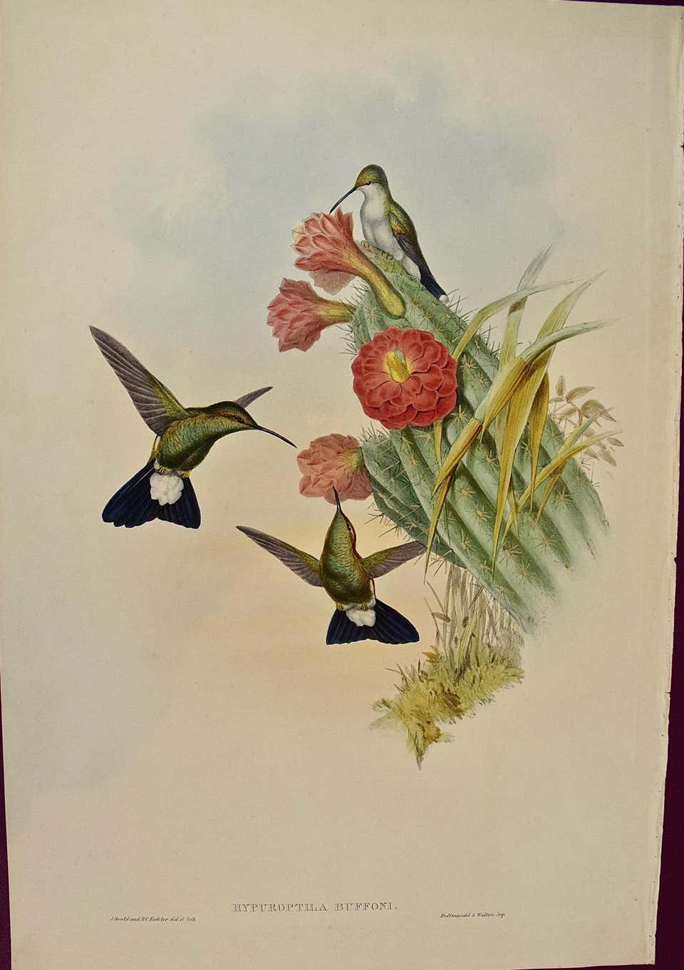 John Gould and Henry Constantine Richter - Hummingbirds: Framed 19th C ...